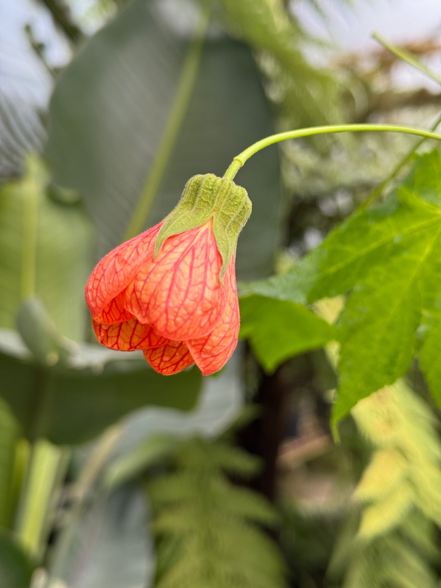 *RETAIL - Abutilon 'Tangerine Mist'