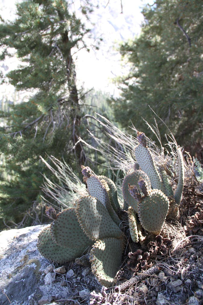 prickly pear cactus for sale Opuntia basilaris ssp. whitneyana SBH 7775a – Cistus Nursery