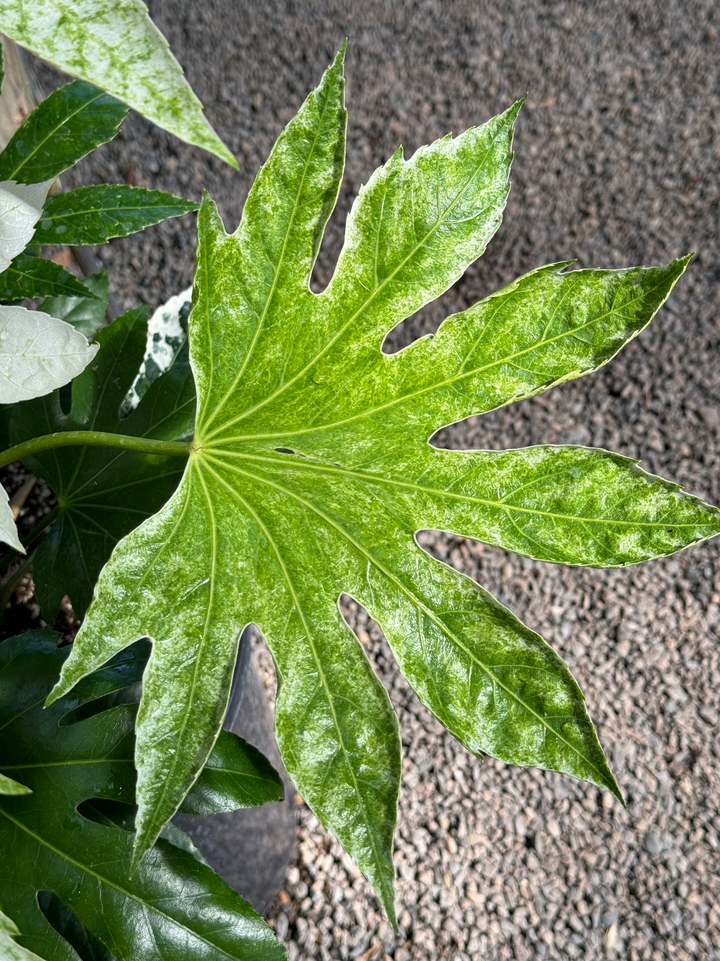 Fatsia japonica ‘Tsumugi Shibori’