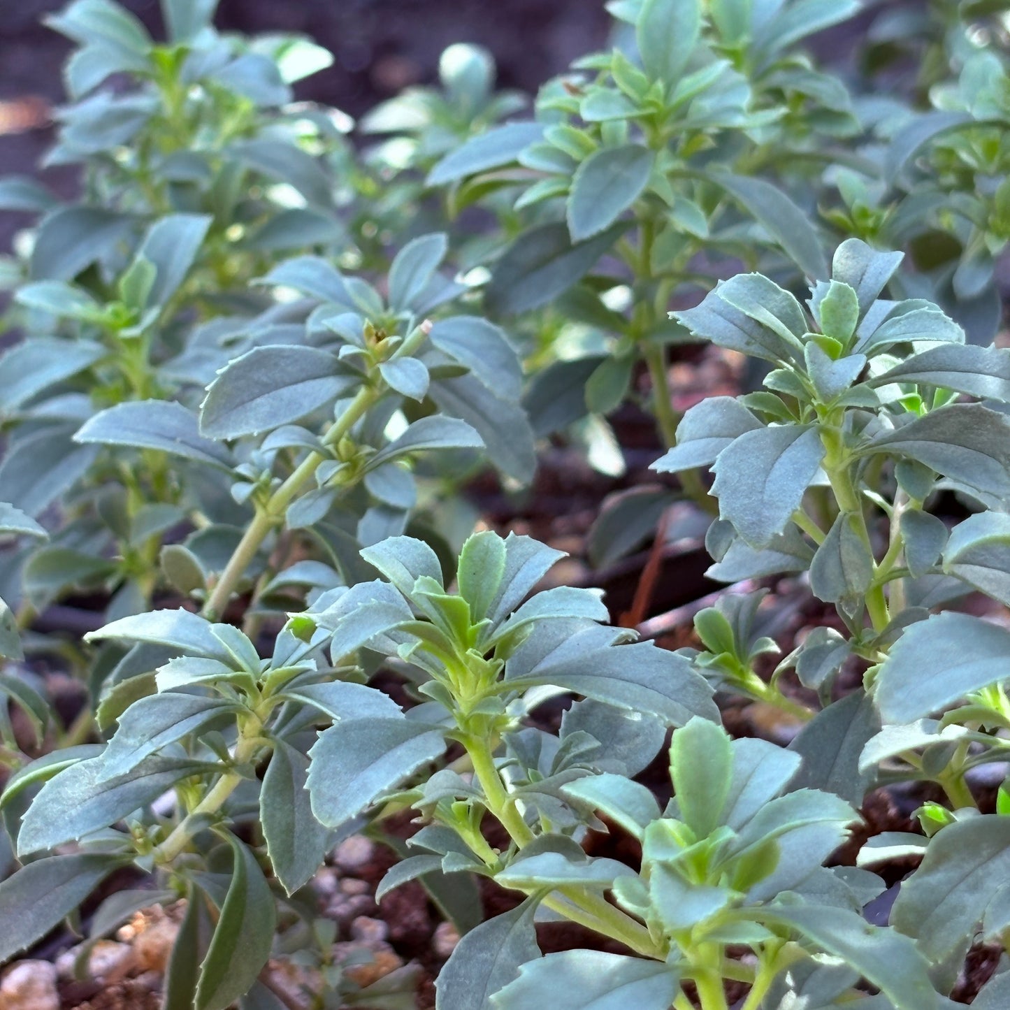 *RETAIL - Penstemon davidsonii var. praeteritus