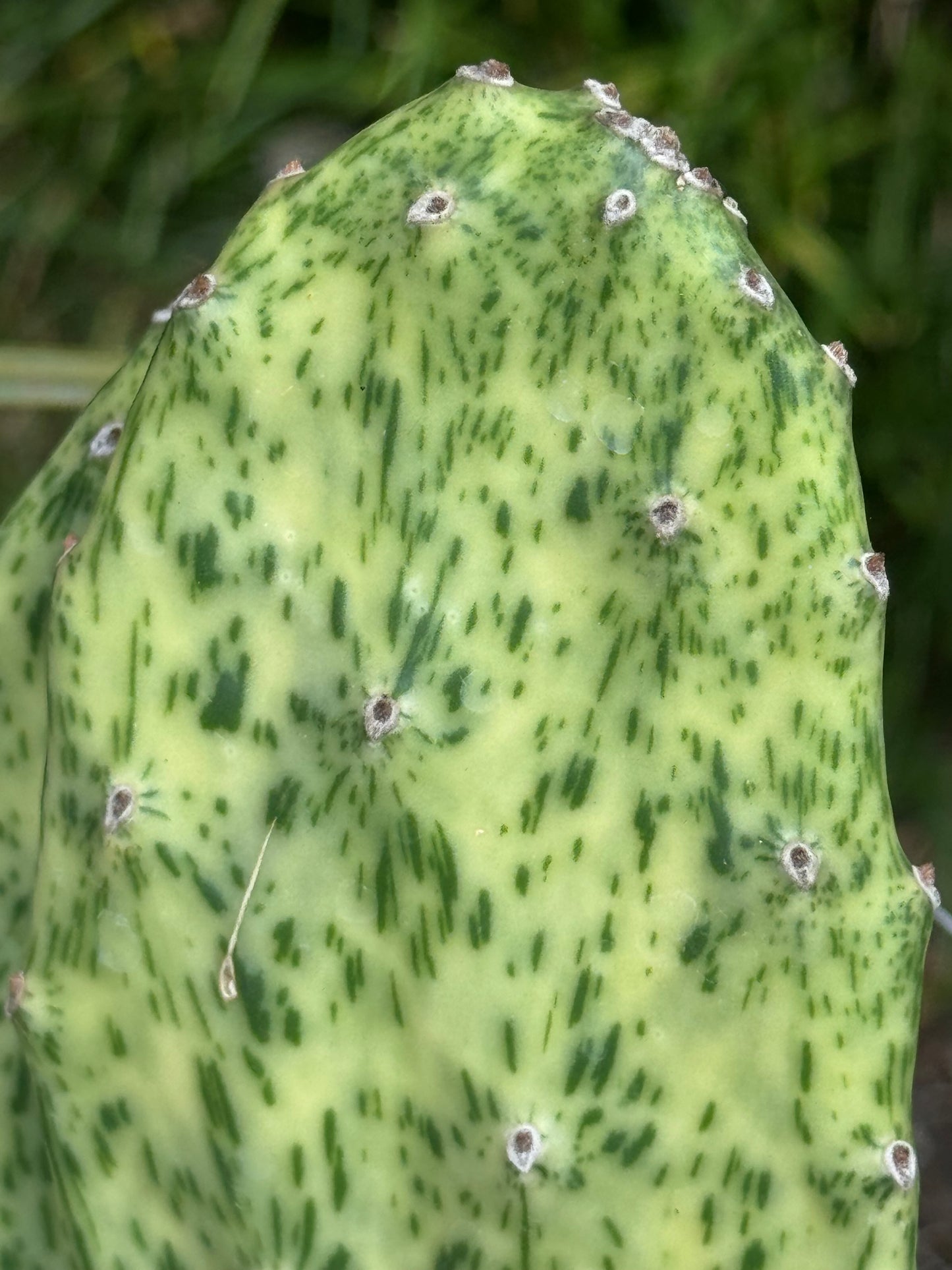 Opuntia cochenillifera 'Sunset'
