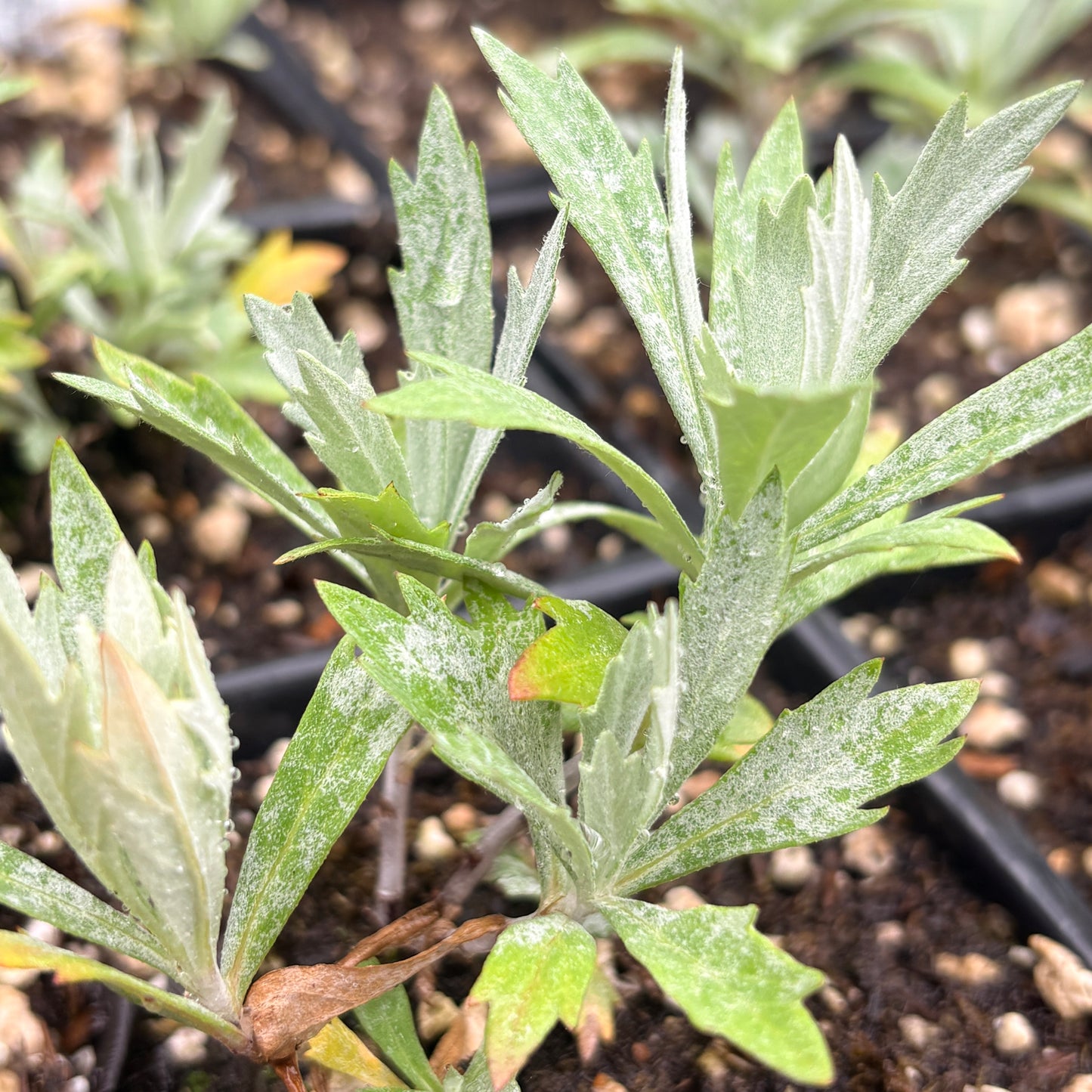 *RETAIL - Artemisia 'Valerie Finnis'