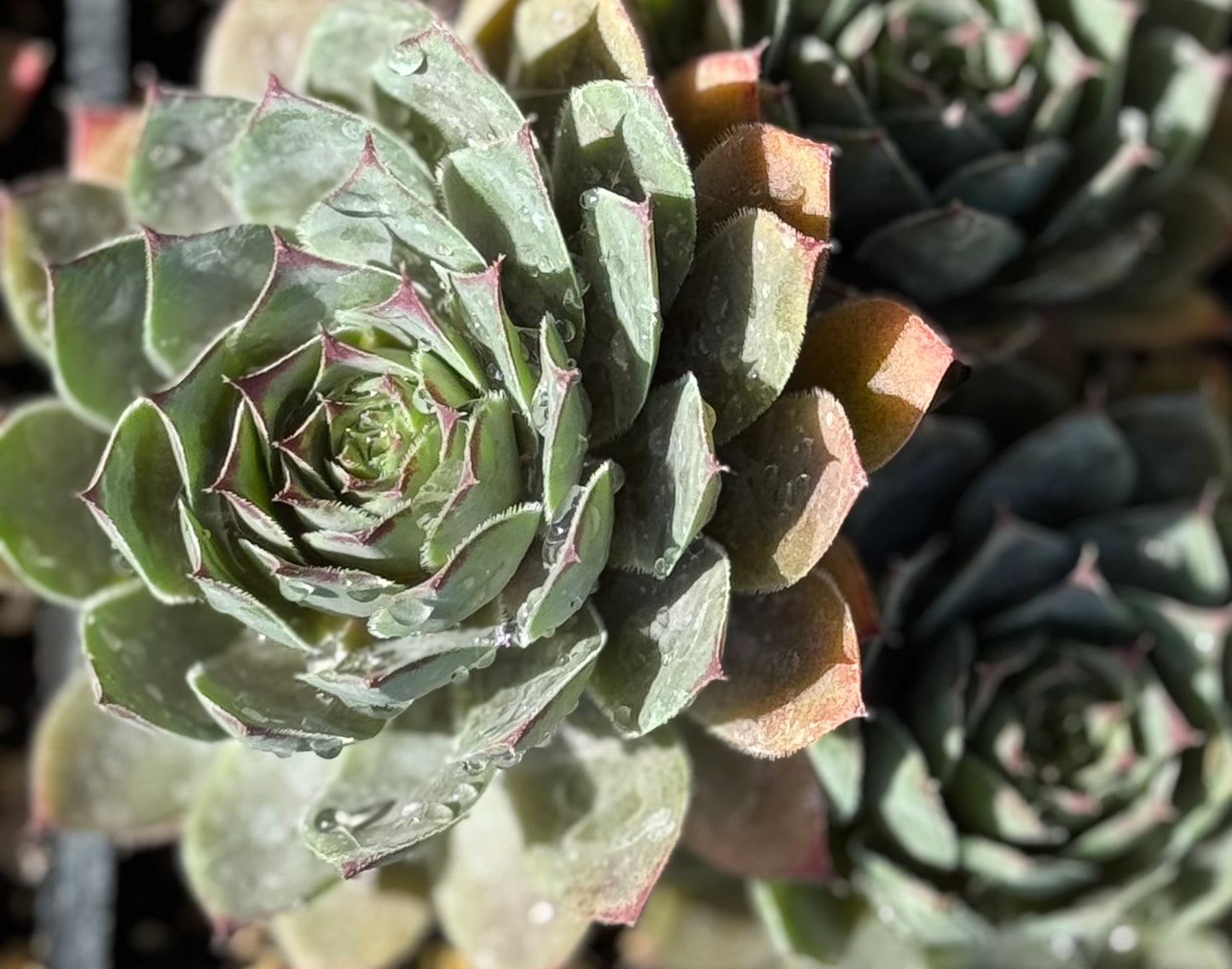 *RETAIL - Sempervivum 'Dark Mountain'