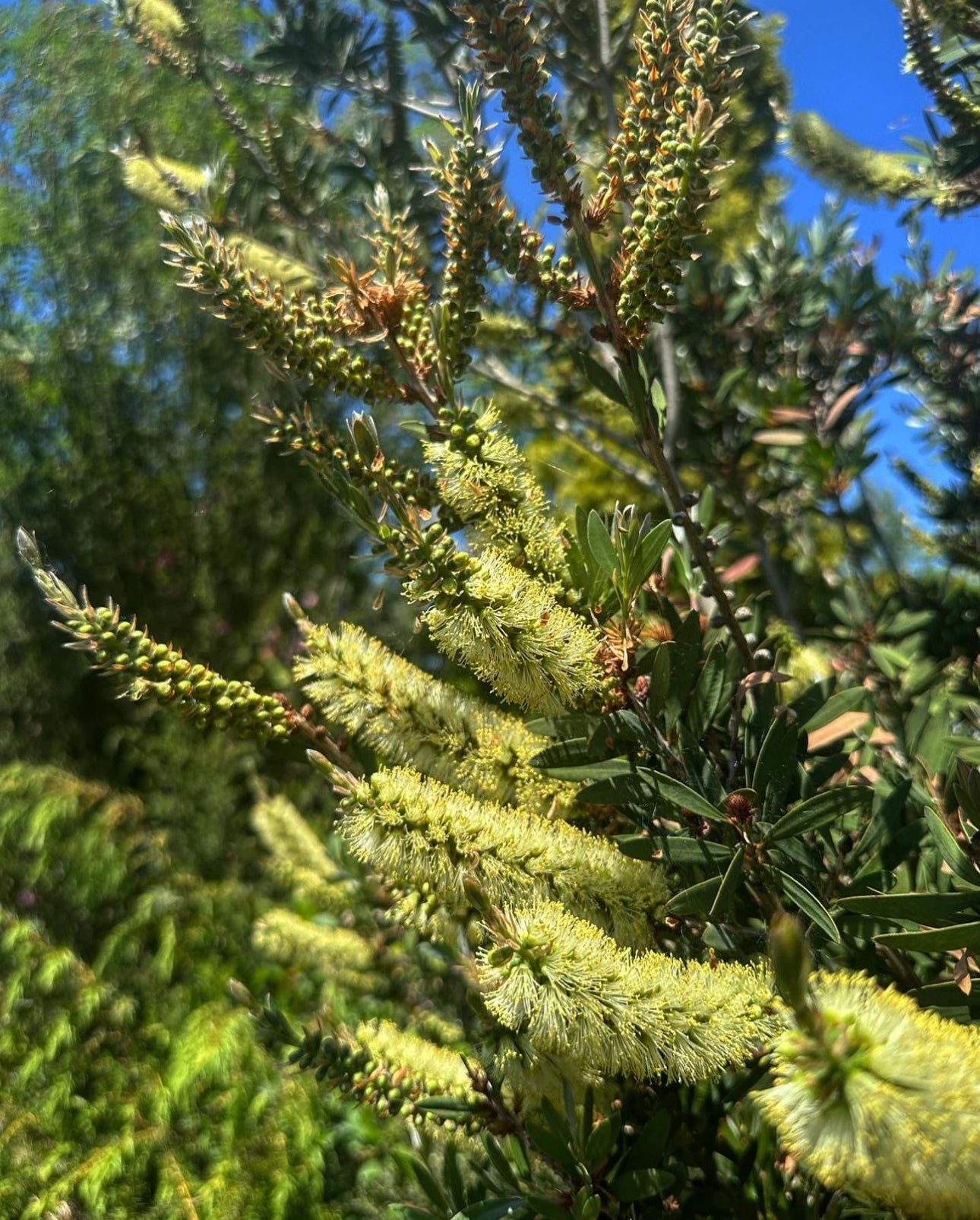 Callistemon pallidus 'Best Blue'