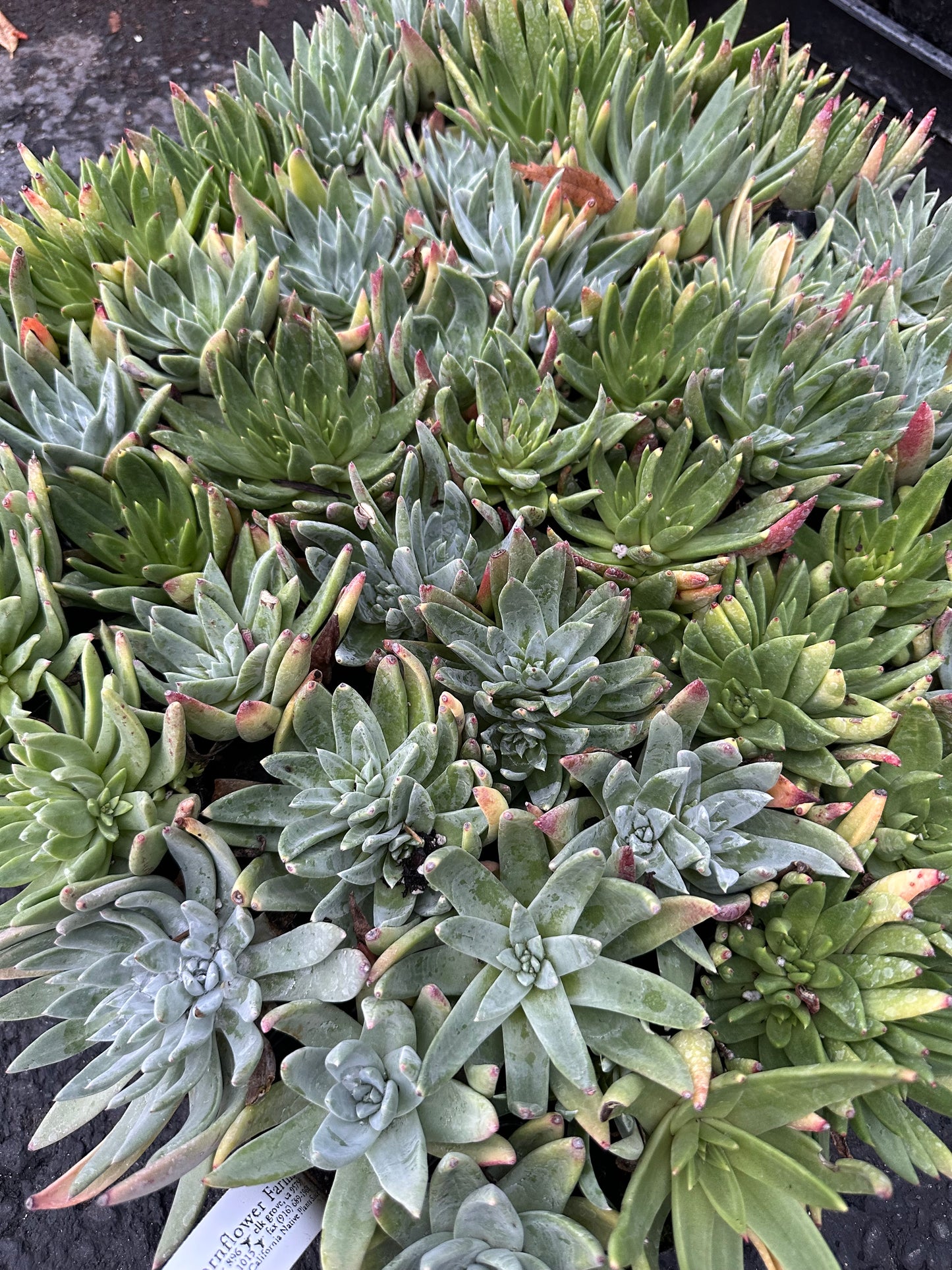 Dudleya farinosa