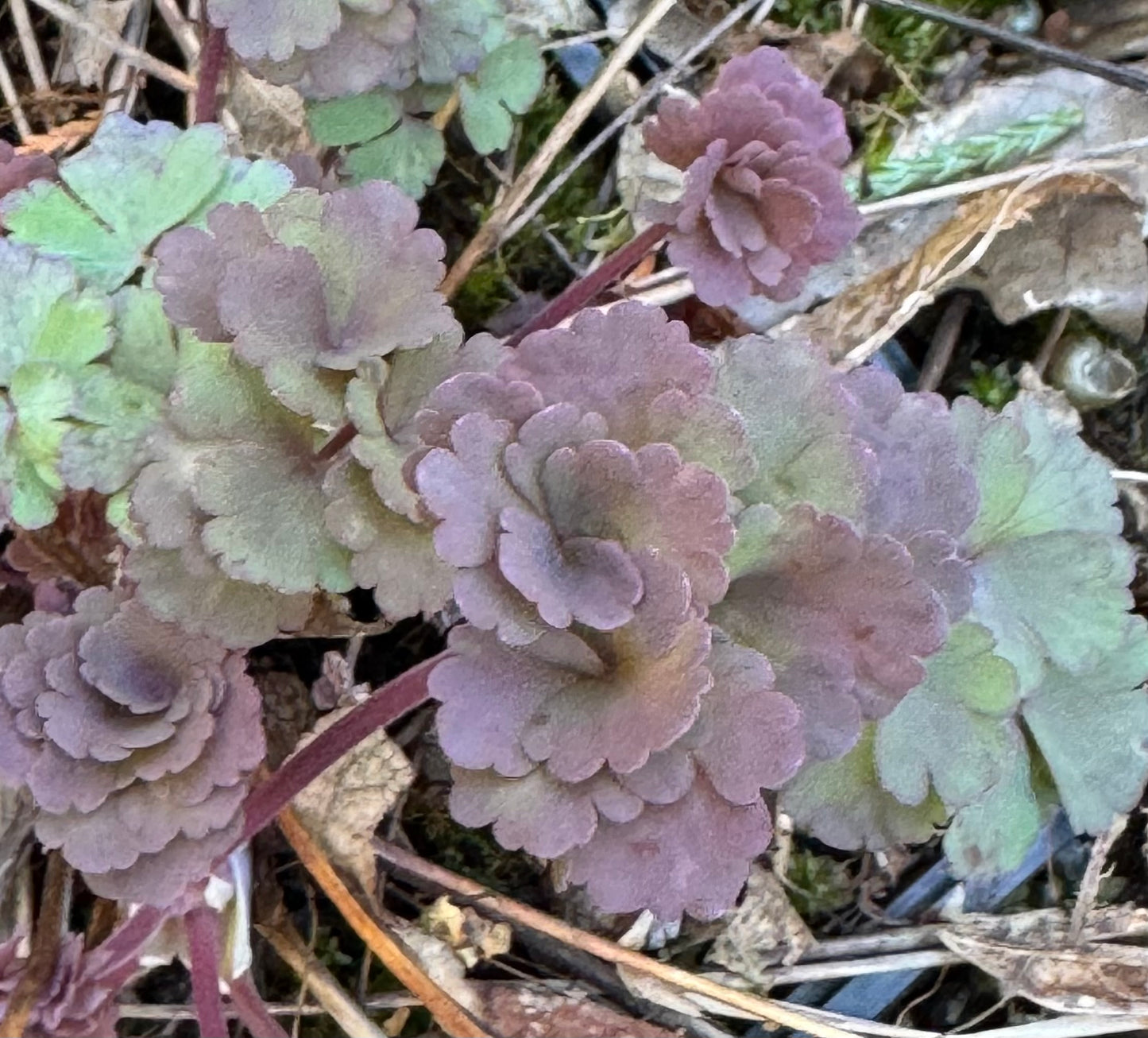 Aquilegia chrysantha 'Peach Springs'