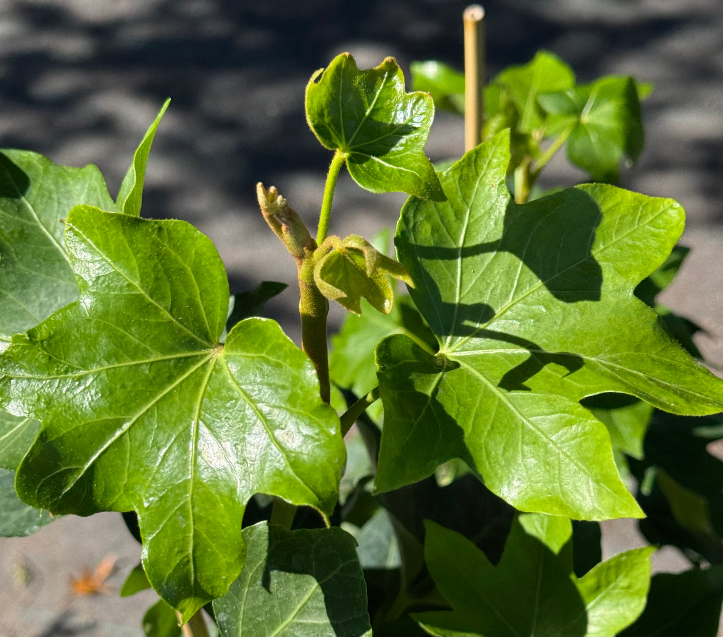 *RETAIL - x Fatshedera lizei