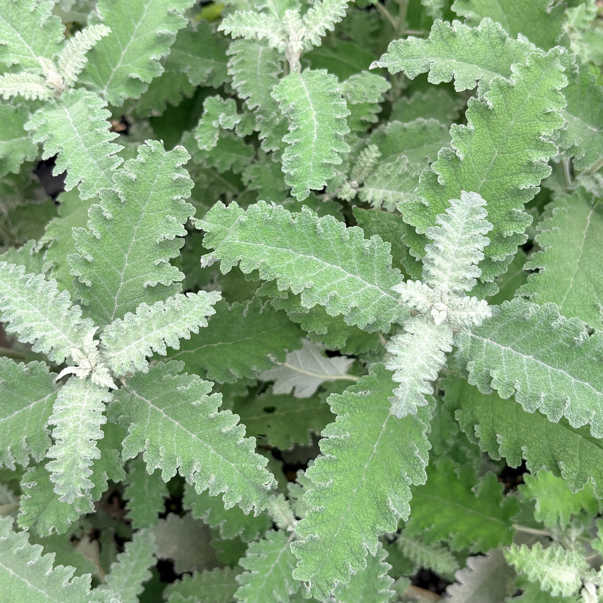 Buddleja glomerata