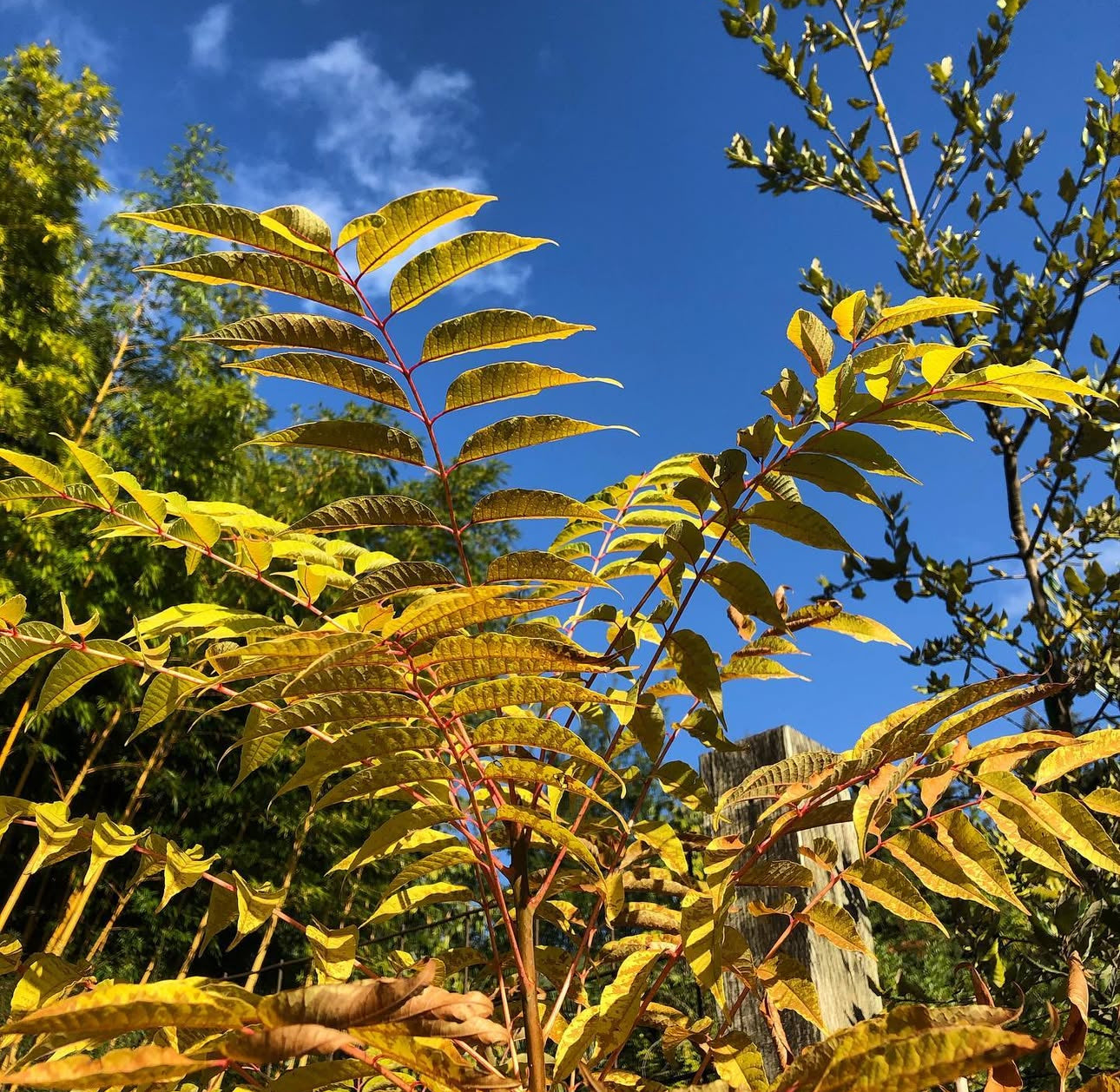 *RETAIL - Toona sinensis 'Flamingo'