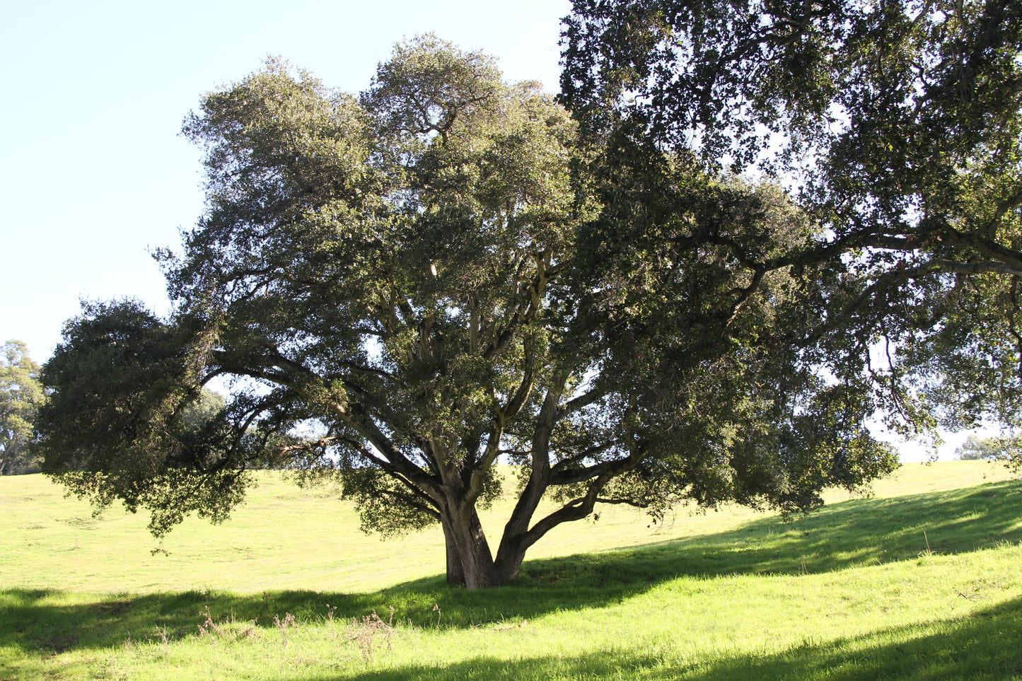 *RETAIL - Quercus agrifolia
