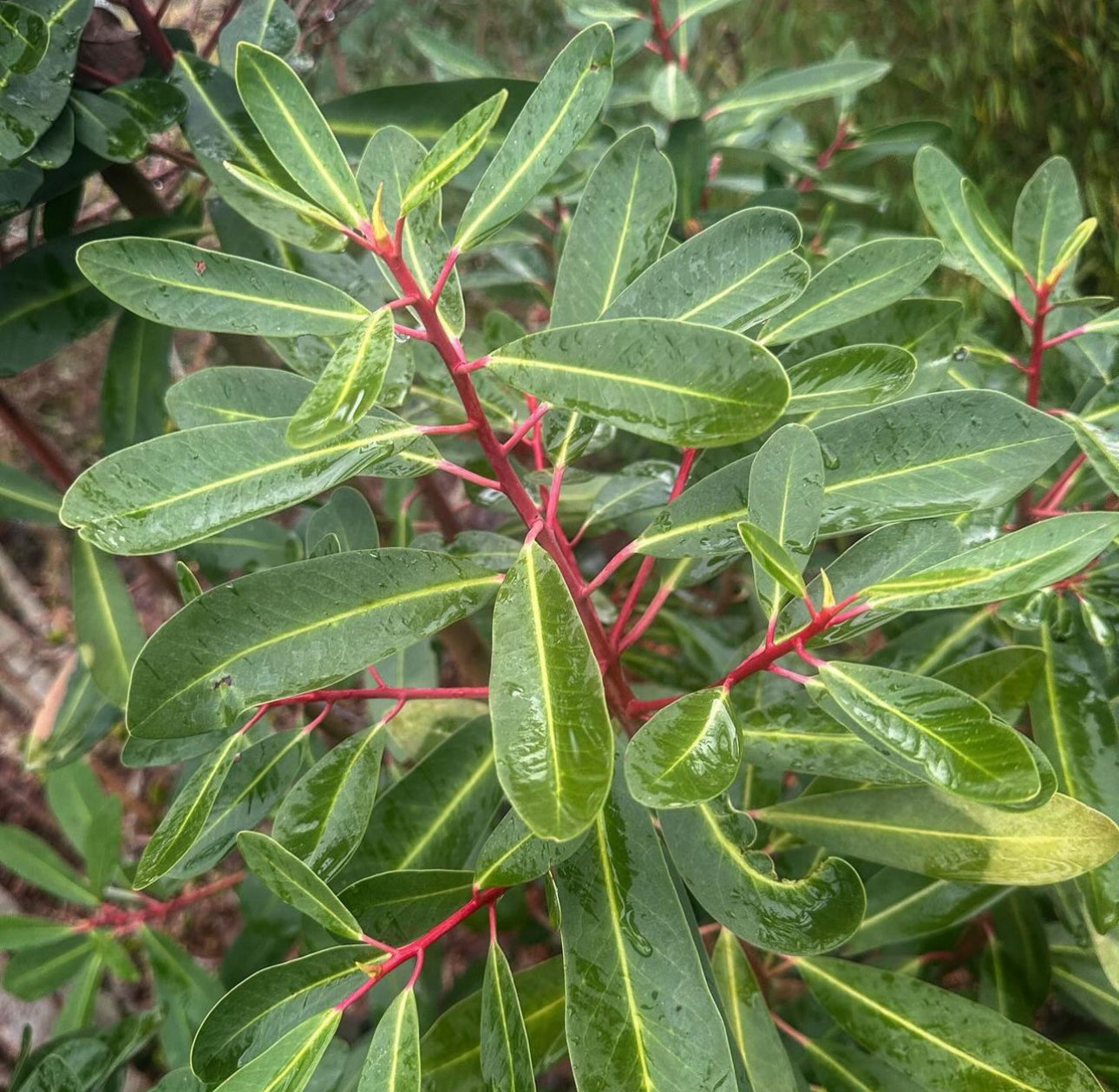 *RETAIL - Drimys lanceolata