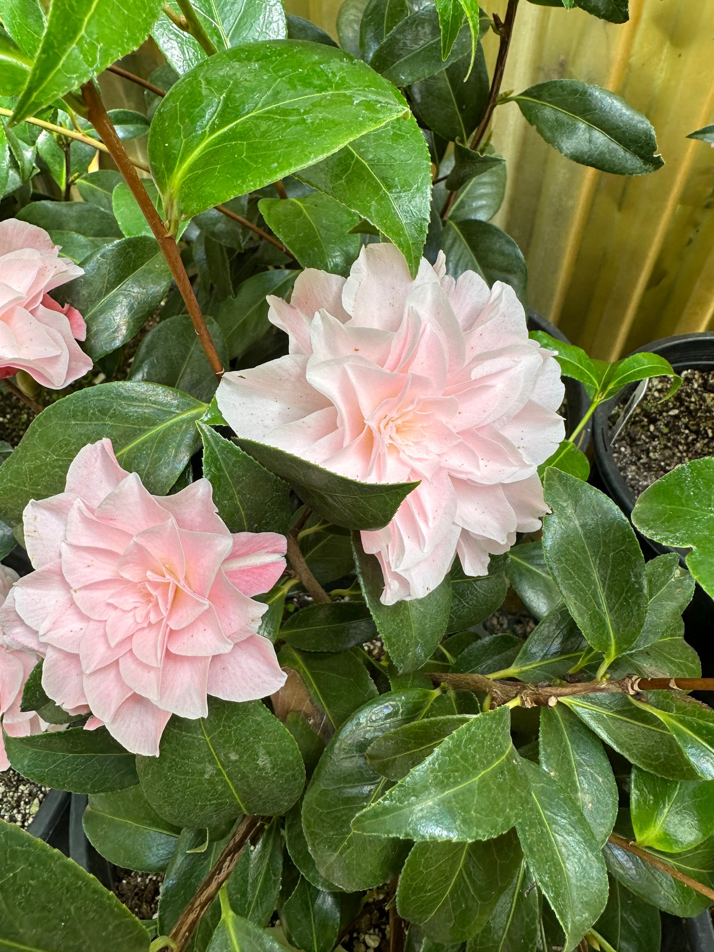 *RETAIL - Camellia x 'Egao Corkscrew'
