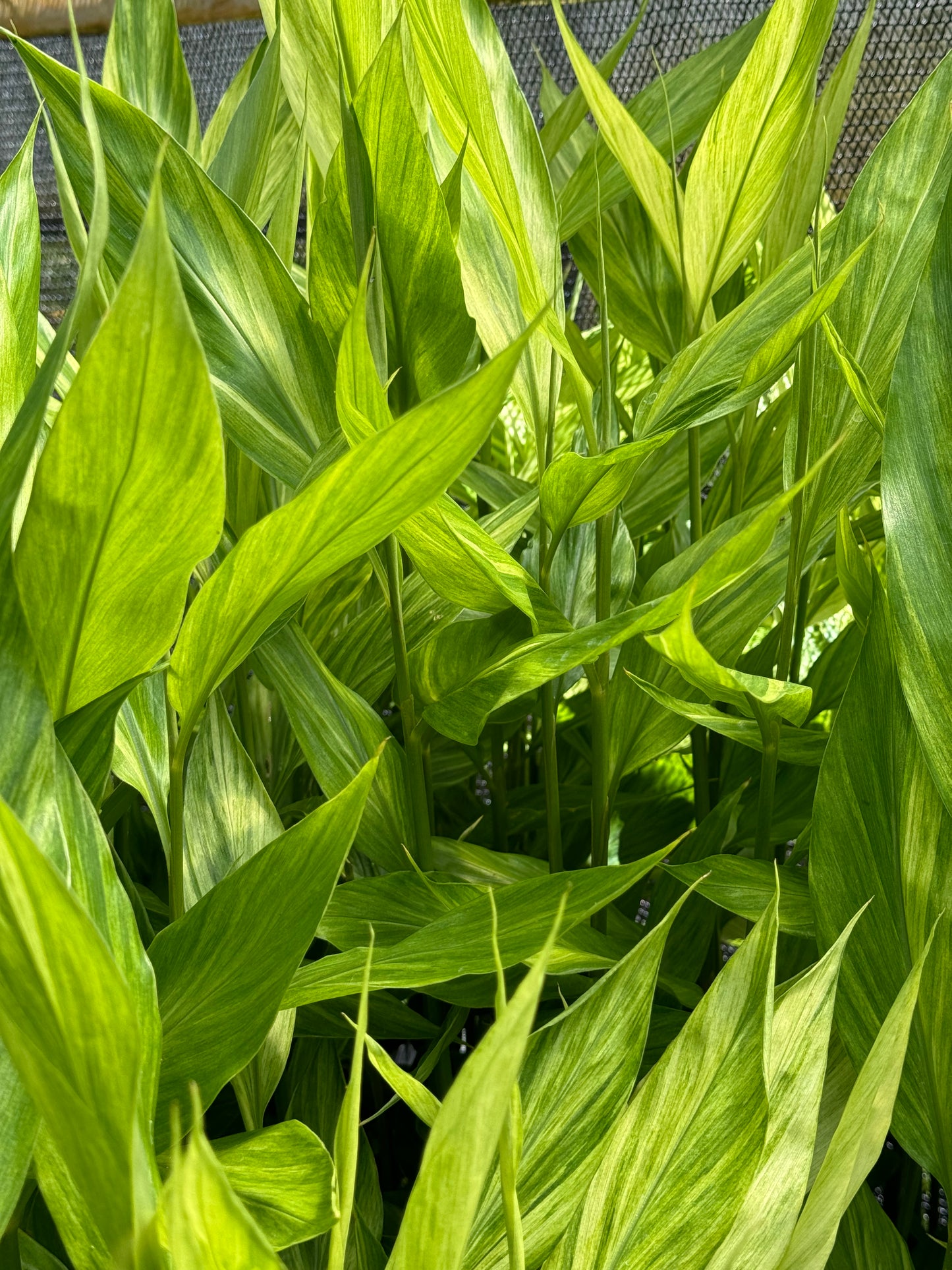 Zingiber mioga 'Silver Arrow'