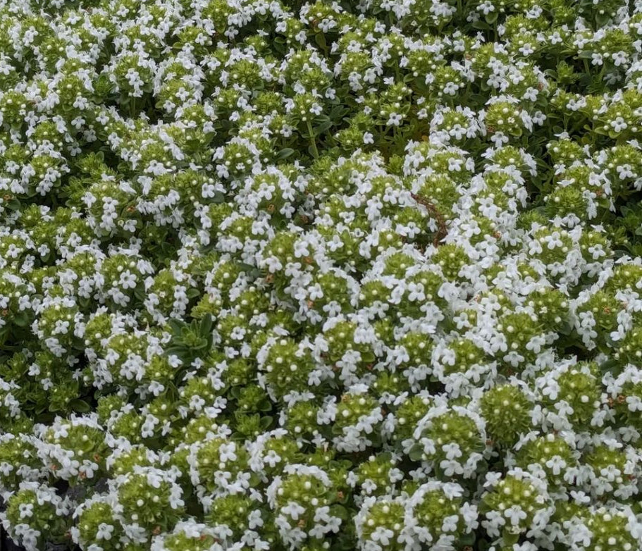 *RETAIL - Thymus citriodorus 'Lemon Frost'