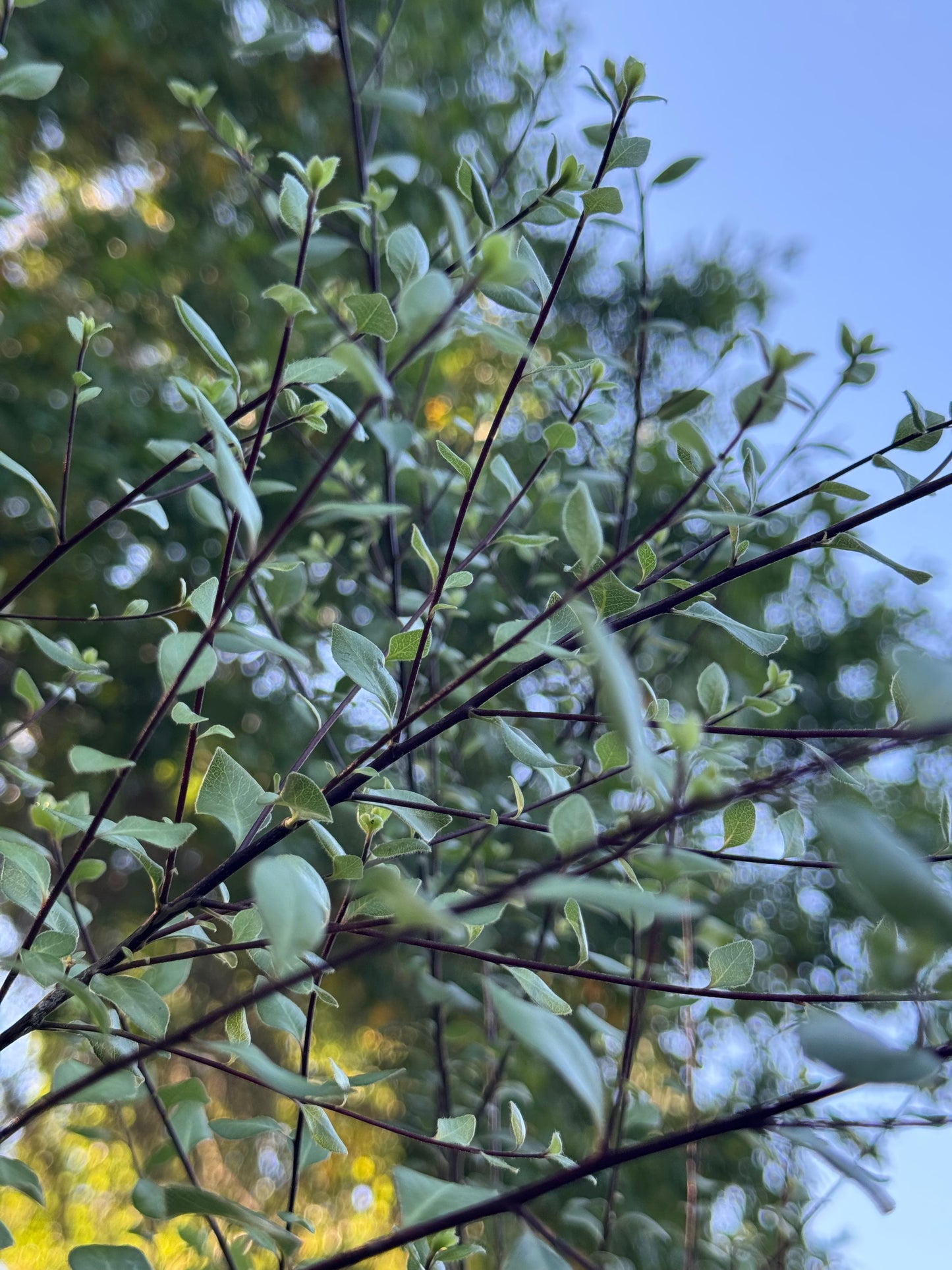 Pittosporum tenuifolium 'Oliver Twist'