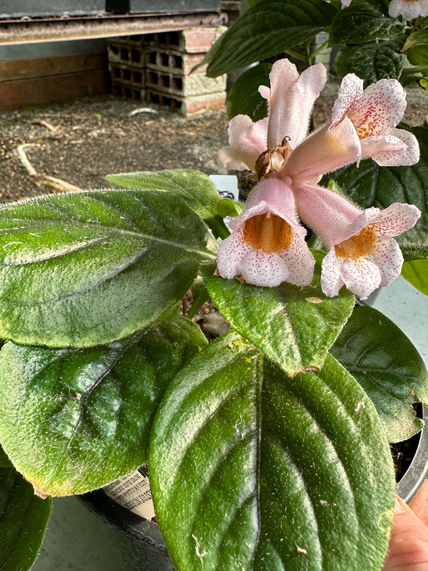 Hemiboea subacaulis var. jiangxiensis 'Jiangxi Bells'