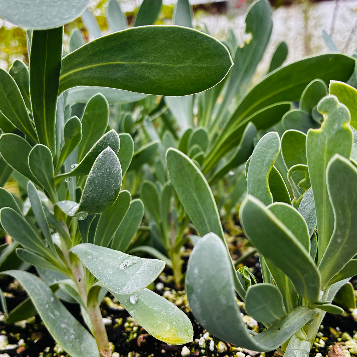 Othonna cheirifolia