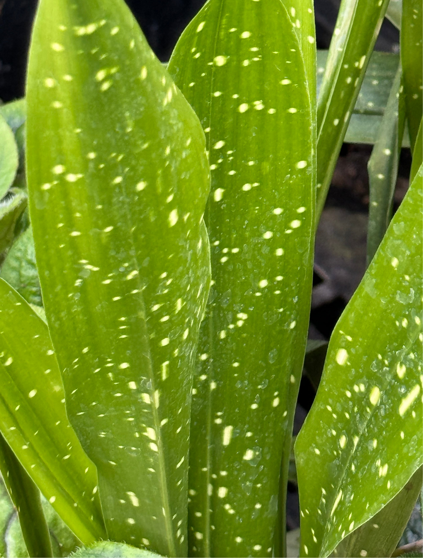 *RETAIL - Aspidistra lurida 'Ginga'