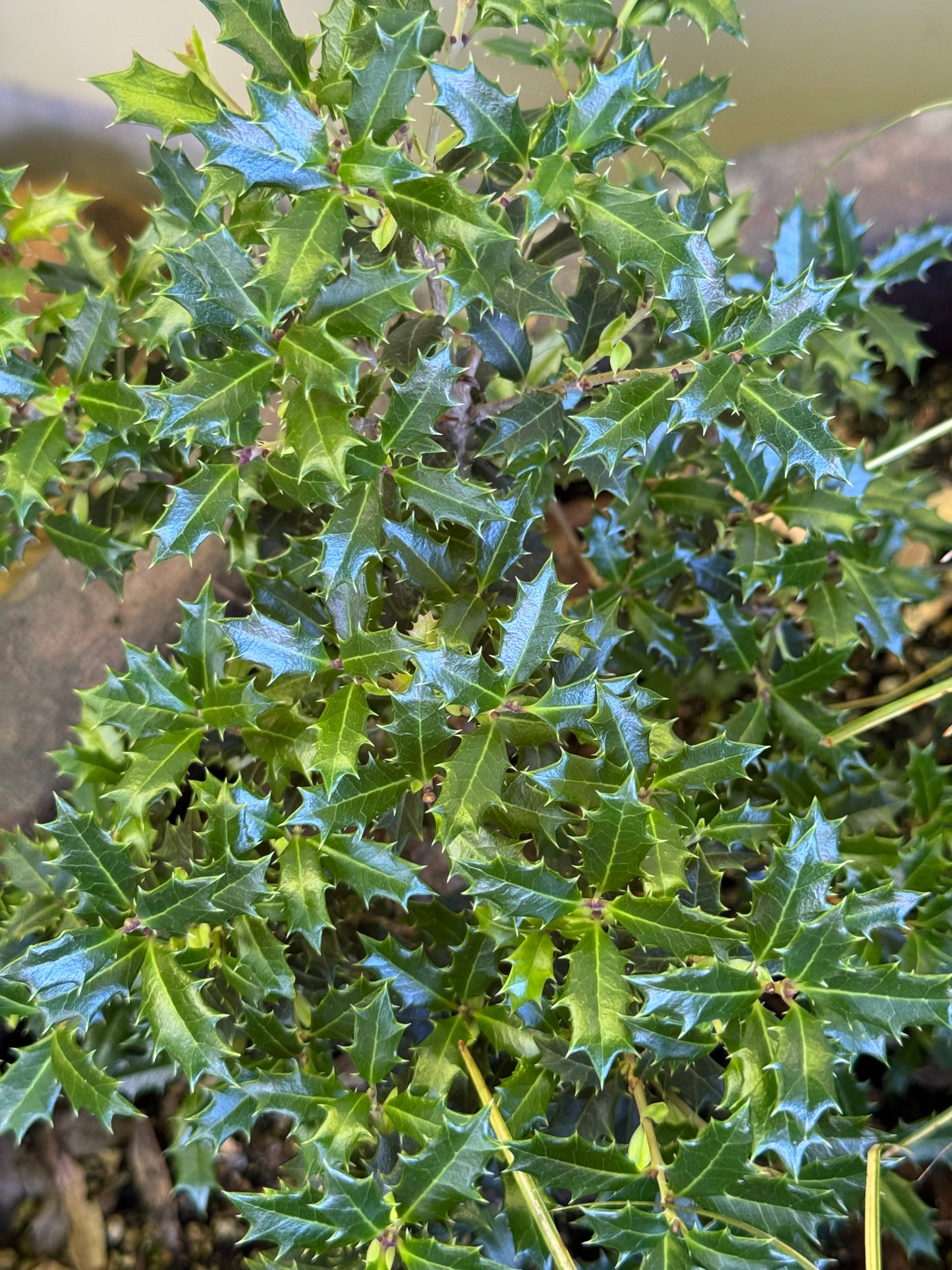 Osmanthus heterophyllus 'Kaori Hime'