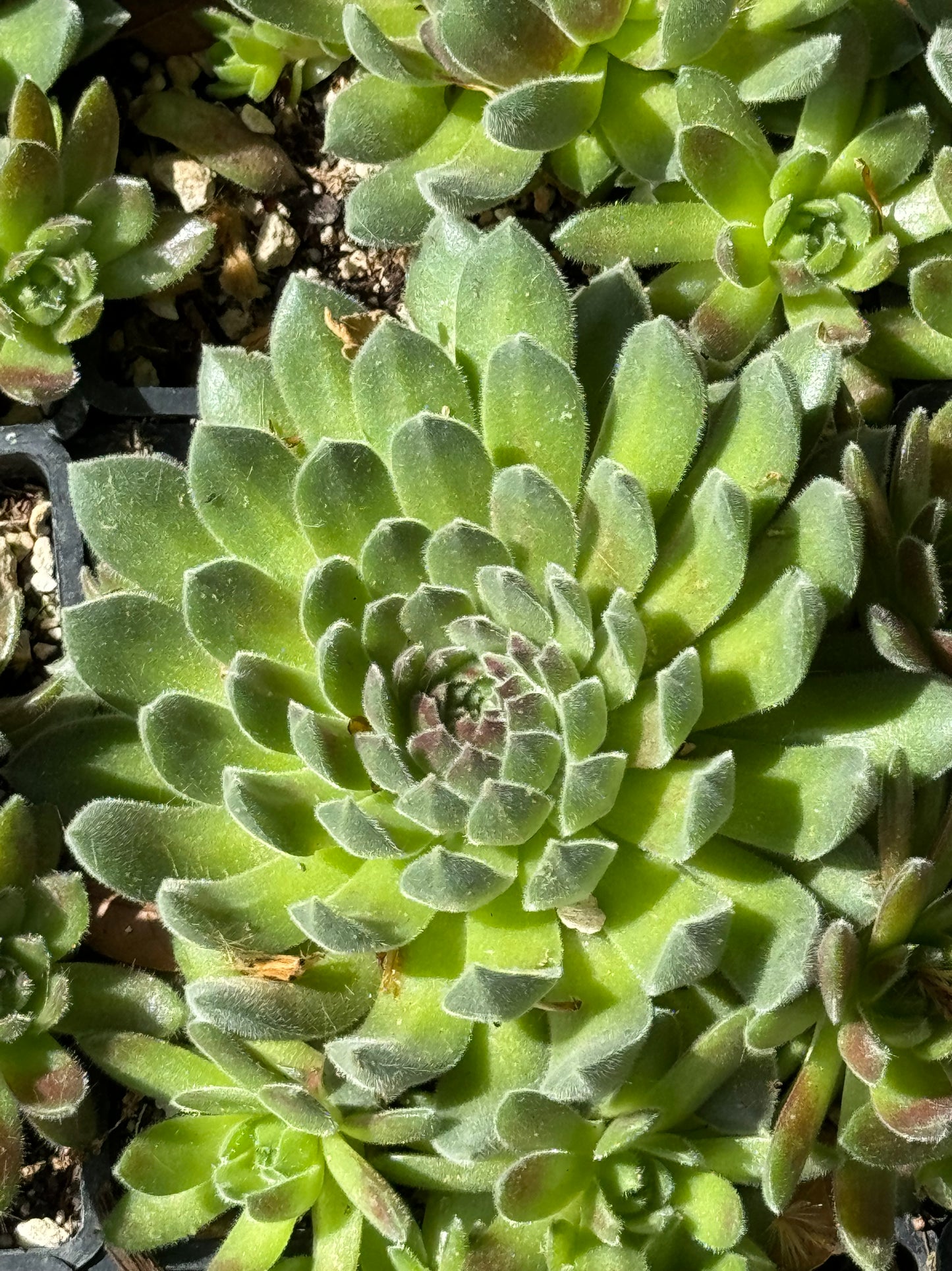 *RETAIL - Sempervivum 'Pacific Rim'