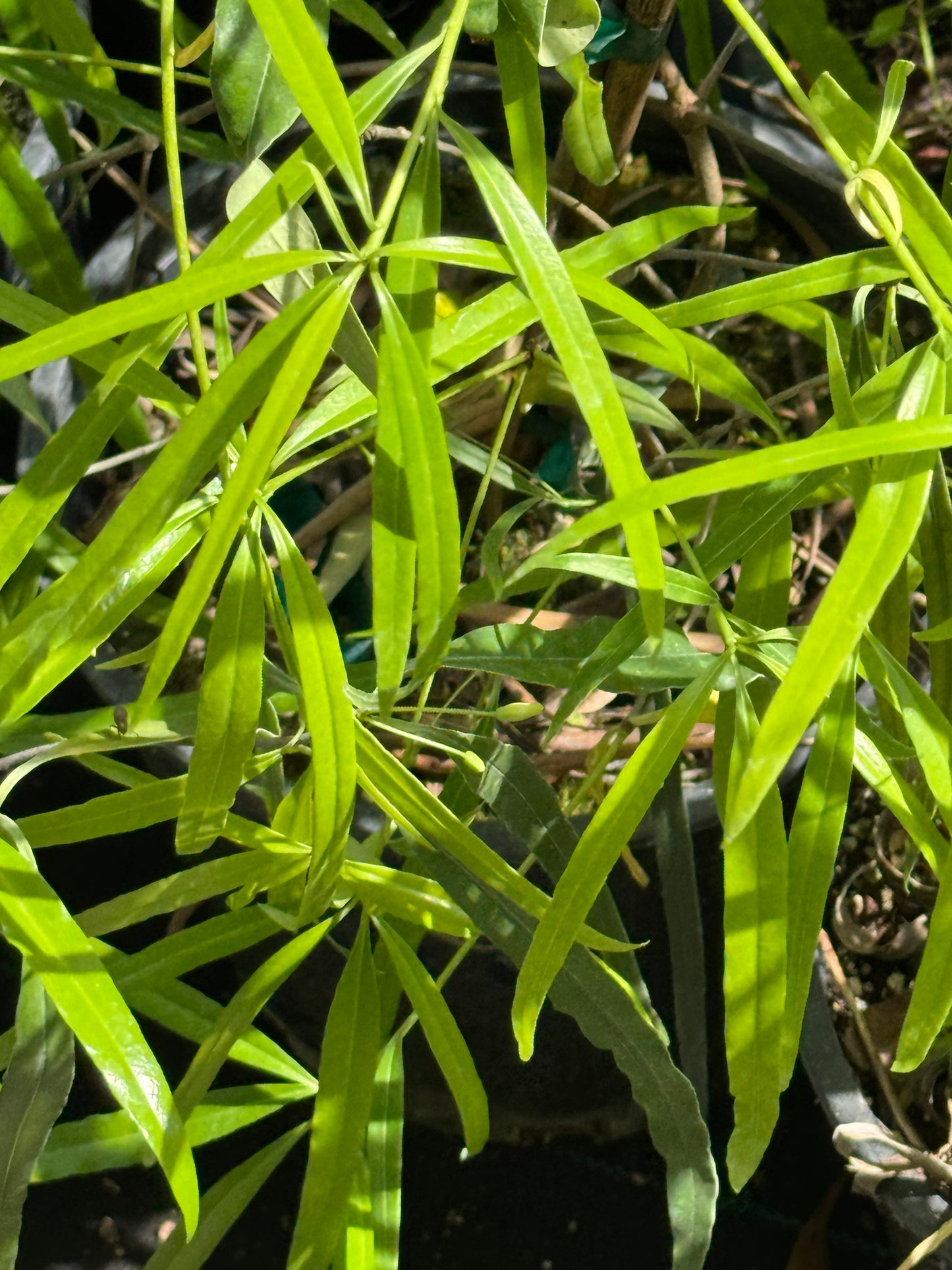 *RETAIL - Pittosporum x 'Maxi’