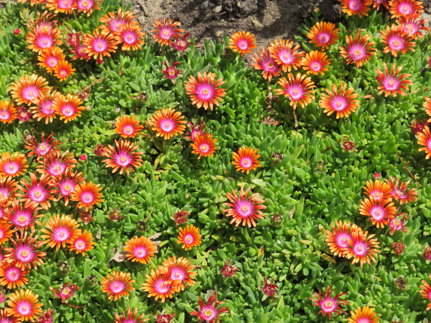*RETAIL - Delosperma 'Fire Spinner'