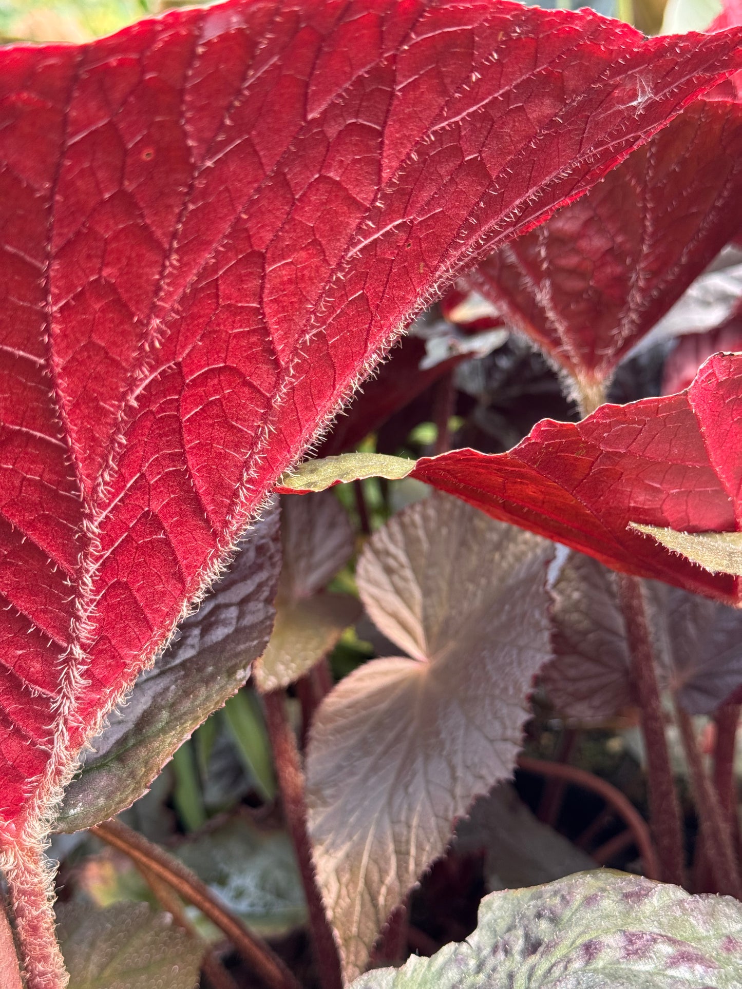*RETAIL - Begonia 'Cotes de Castillon'