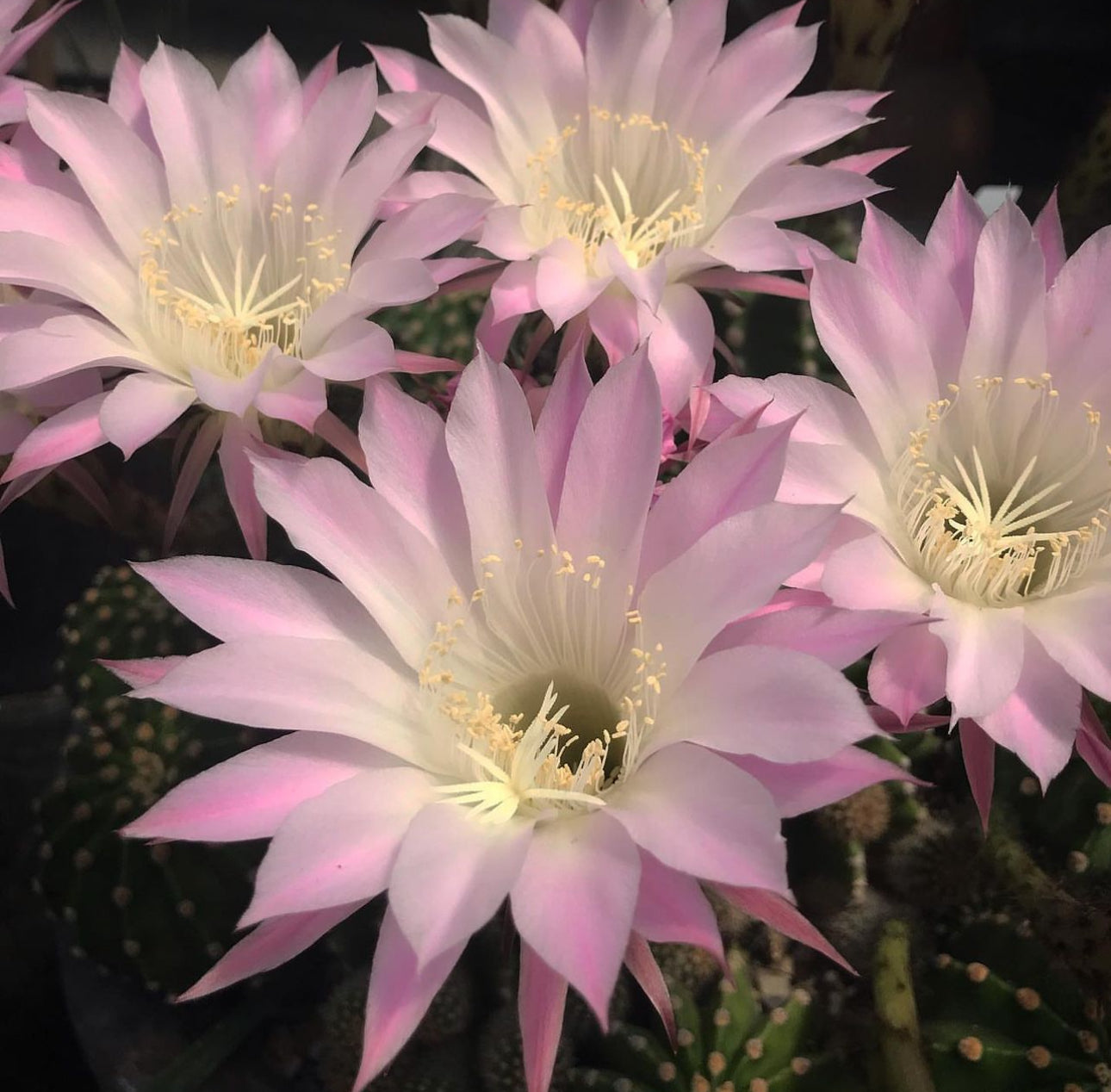 succulent cactus plants 2