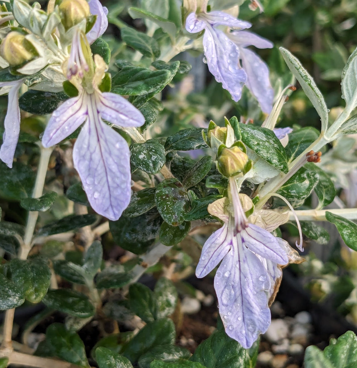 *RETAIL - Teucrium fruticans
