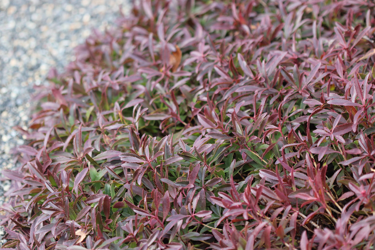 Penstemon cardwellii