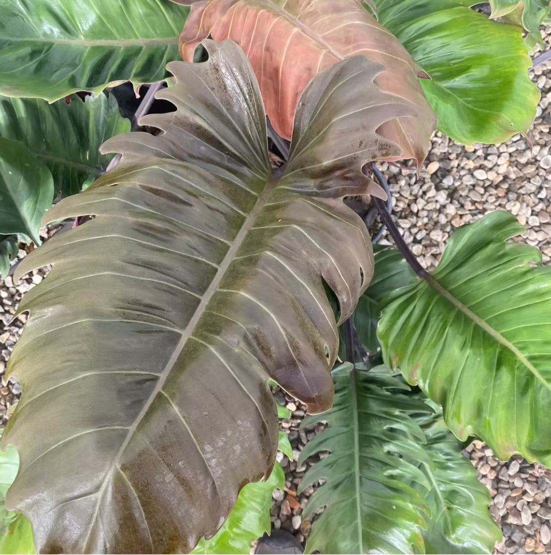 philodendron choco empress mature *RETAIL