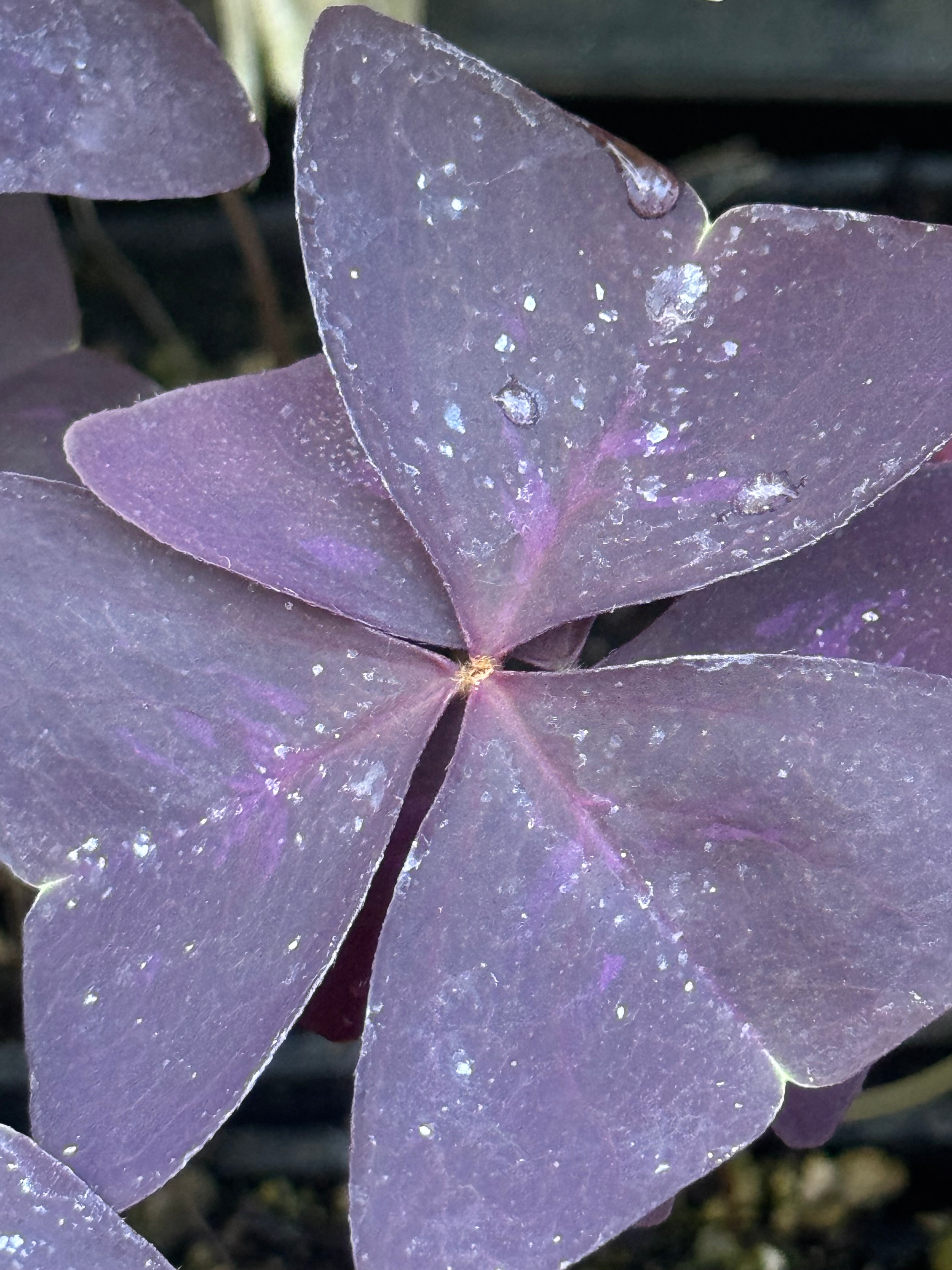 plant oxalis triangularis Oxalis triangularis 'Purpurea' – Cistus Nursery