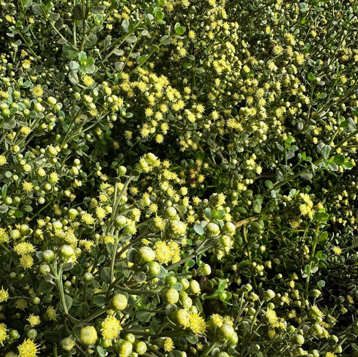 Baccharis pilularis 'Pistol Pancake'