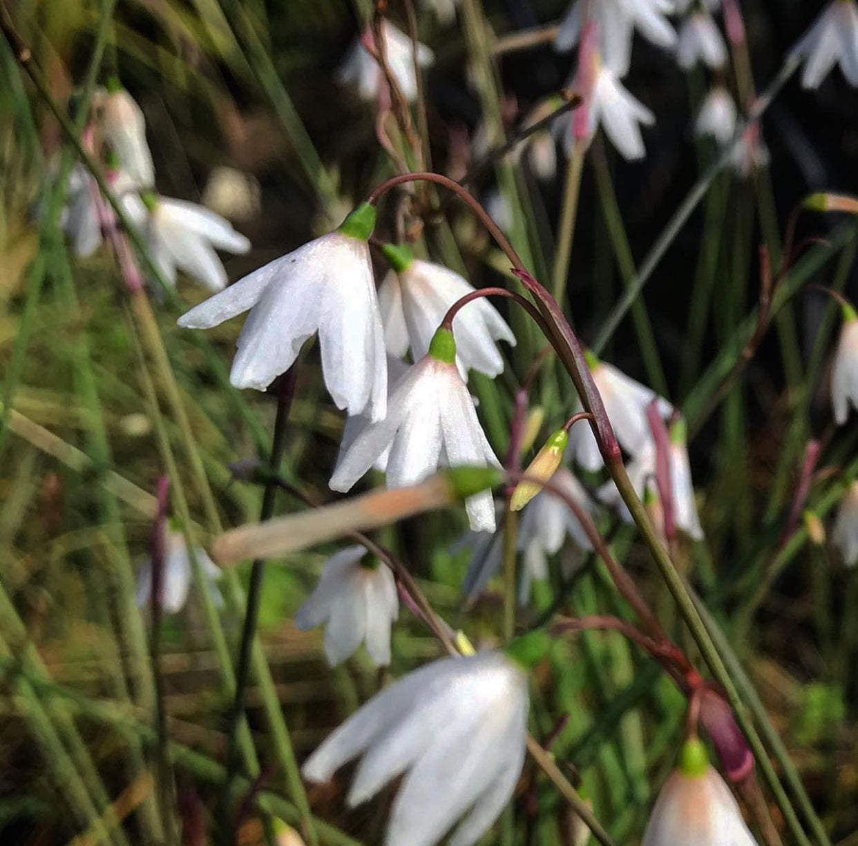 Acis autumnalis