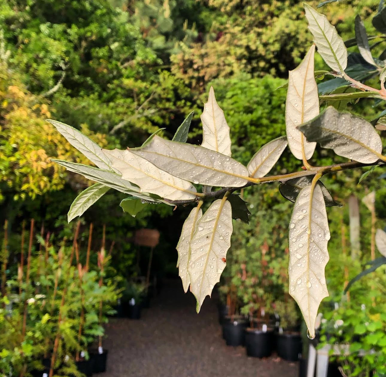 Quercus hypoleucoides