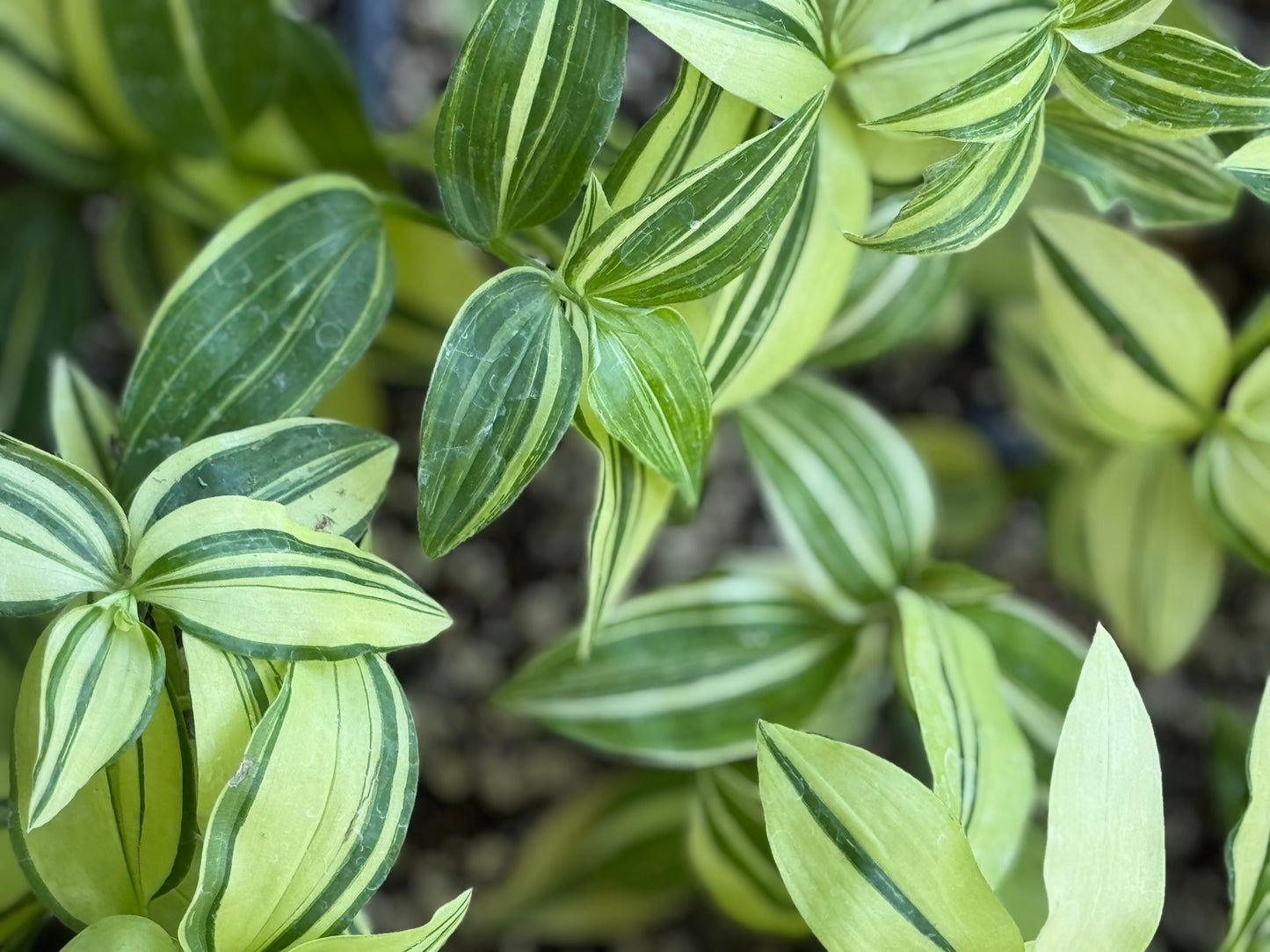 *RETAIL - Tradescantia fluminensis 'Variegata'