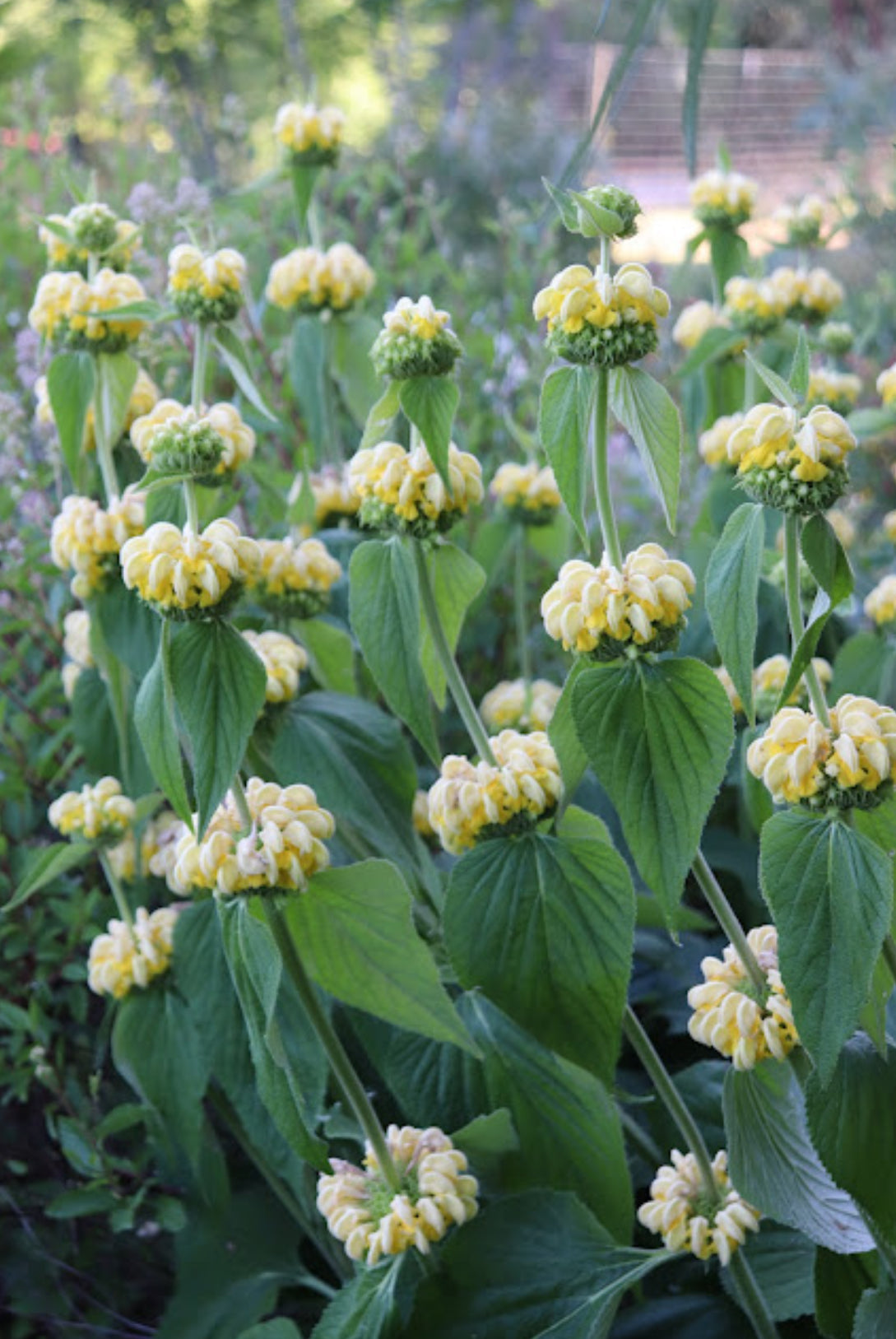 Phlomis russeliana