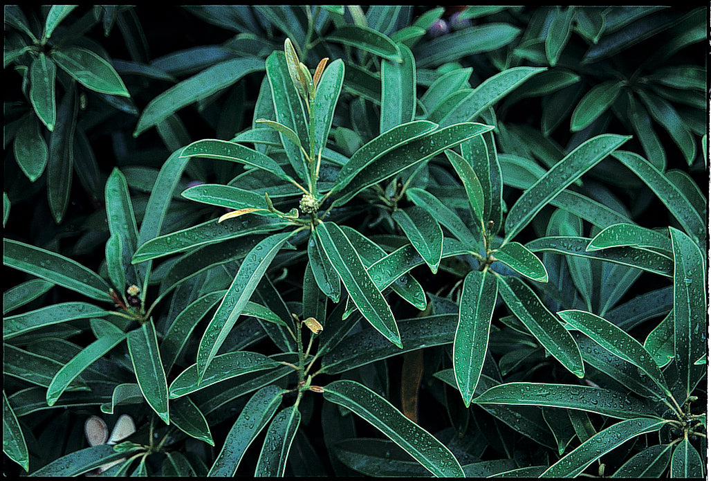 *RETAIL - Magnolia yunnanensis
