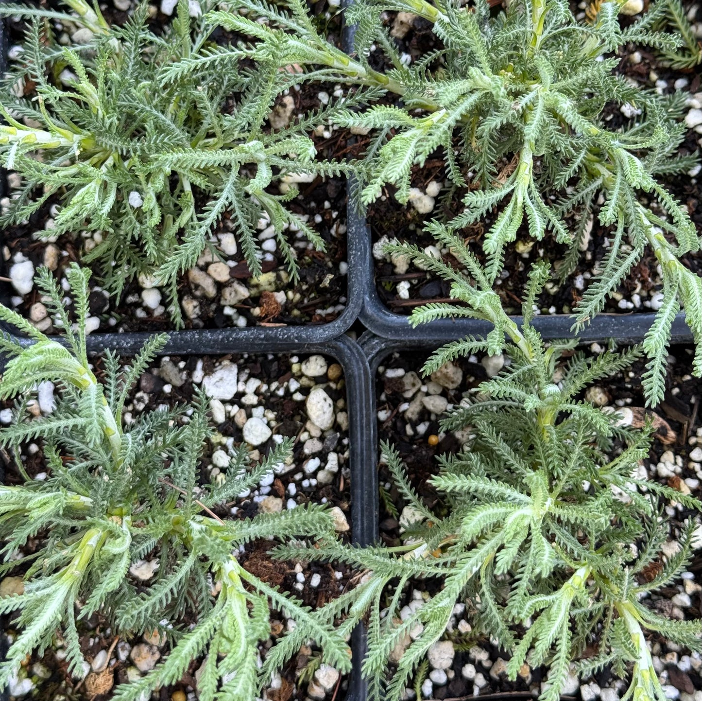 *RETAIL - Santolina chamaecyparissus 'Lemon Queen'