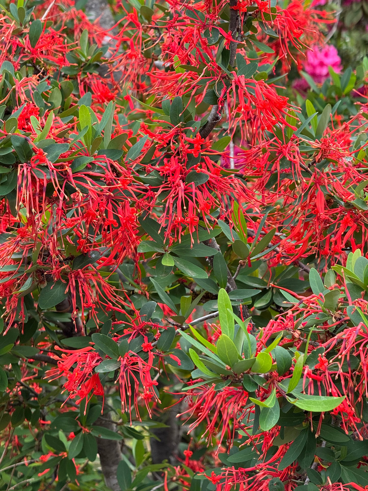Embothrium coccineum