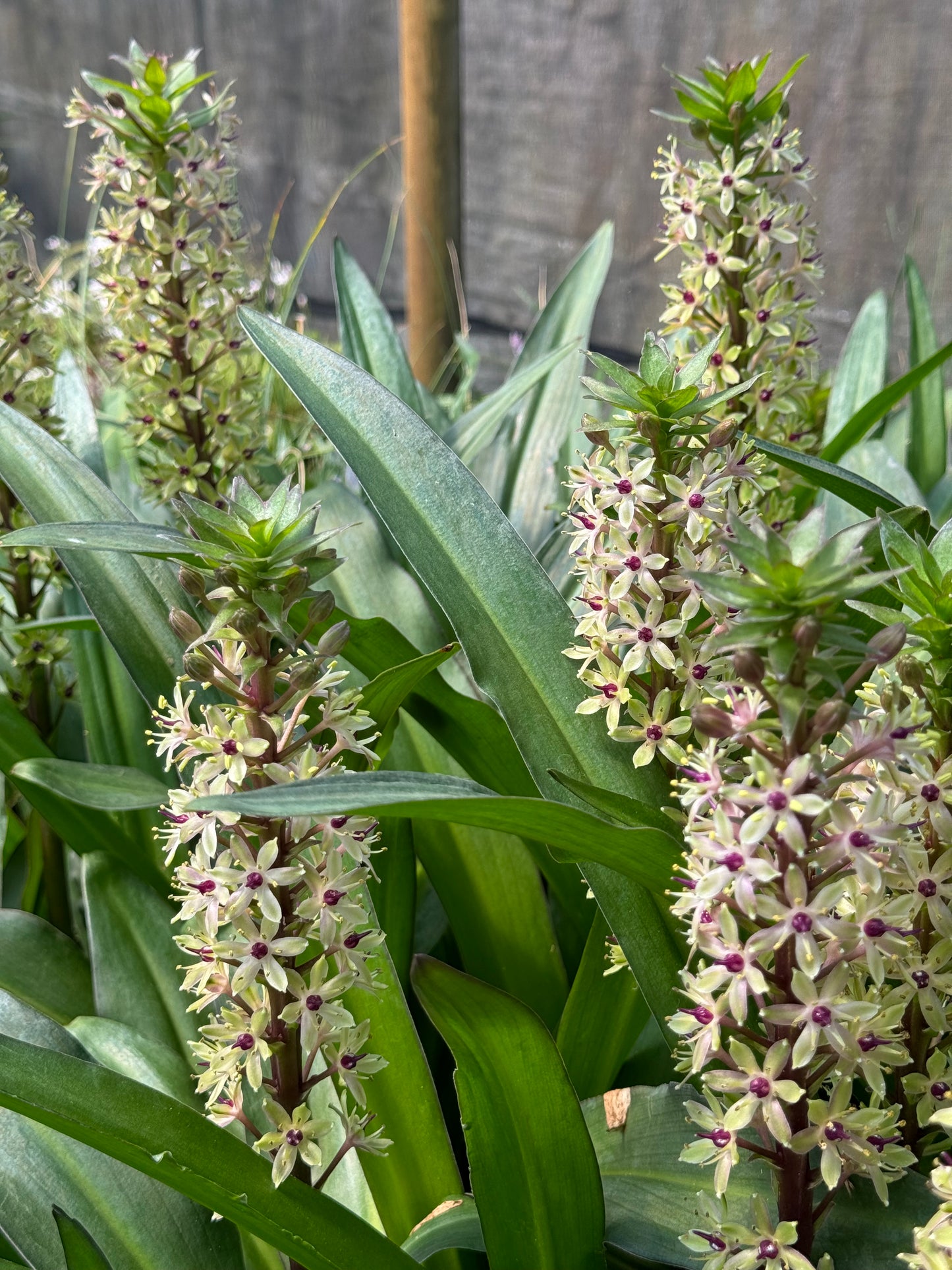 Eucomis comosa 'Tugela Ruby'