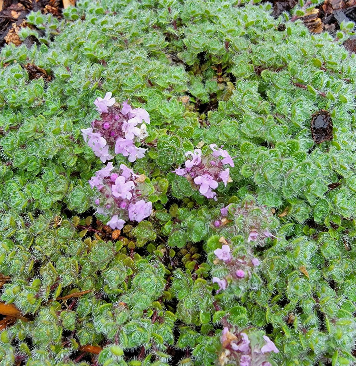 *RETAIL - Thymus pseudolanuginosus