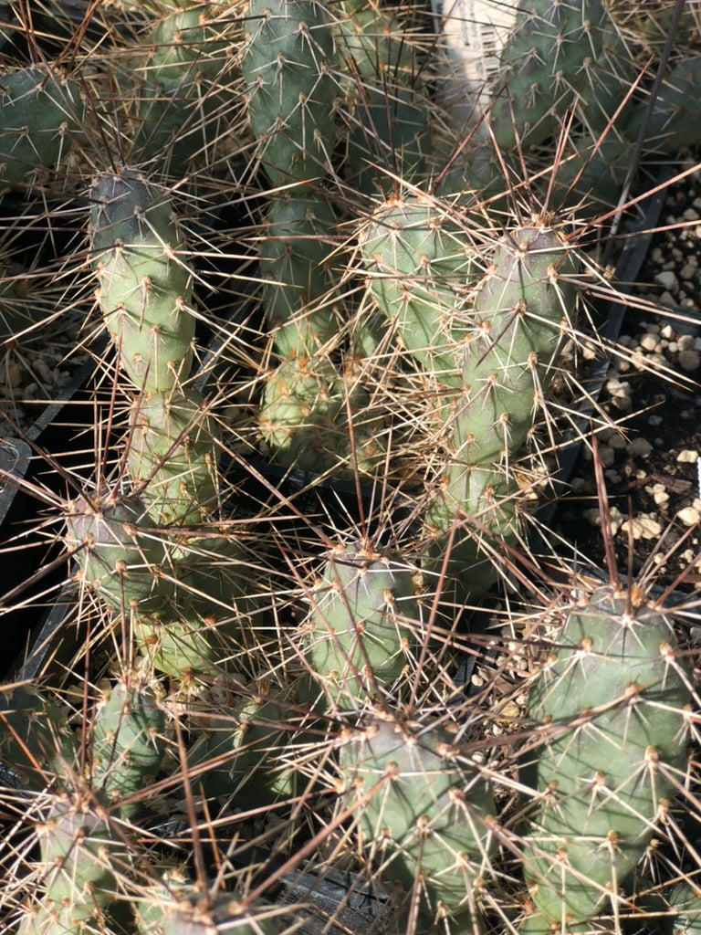 Opuntia fragilis [Salinas Creek]