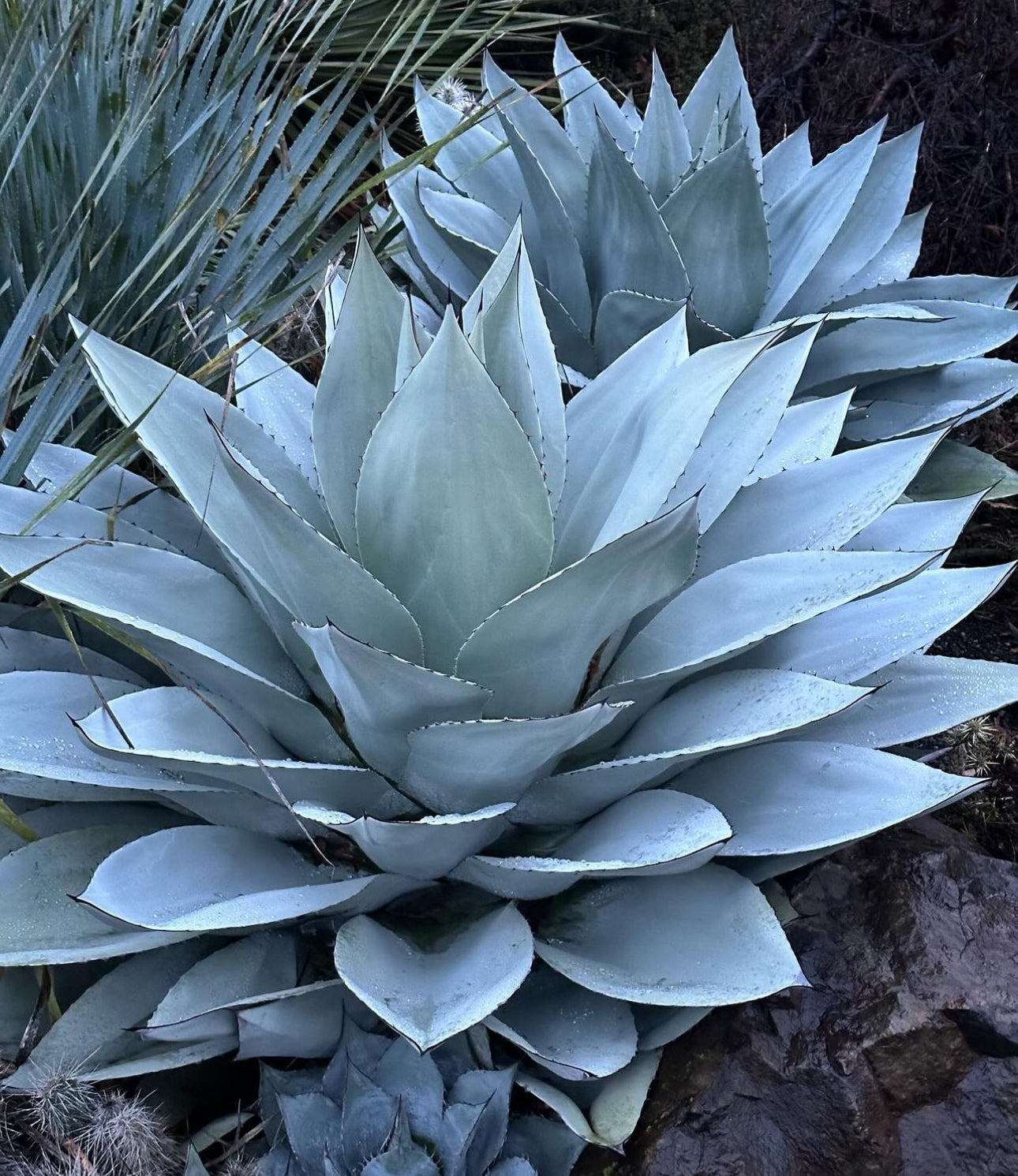 frosty blue succulent flower Agave ovatifolia 'Frosty Blue'