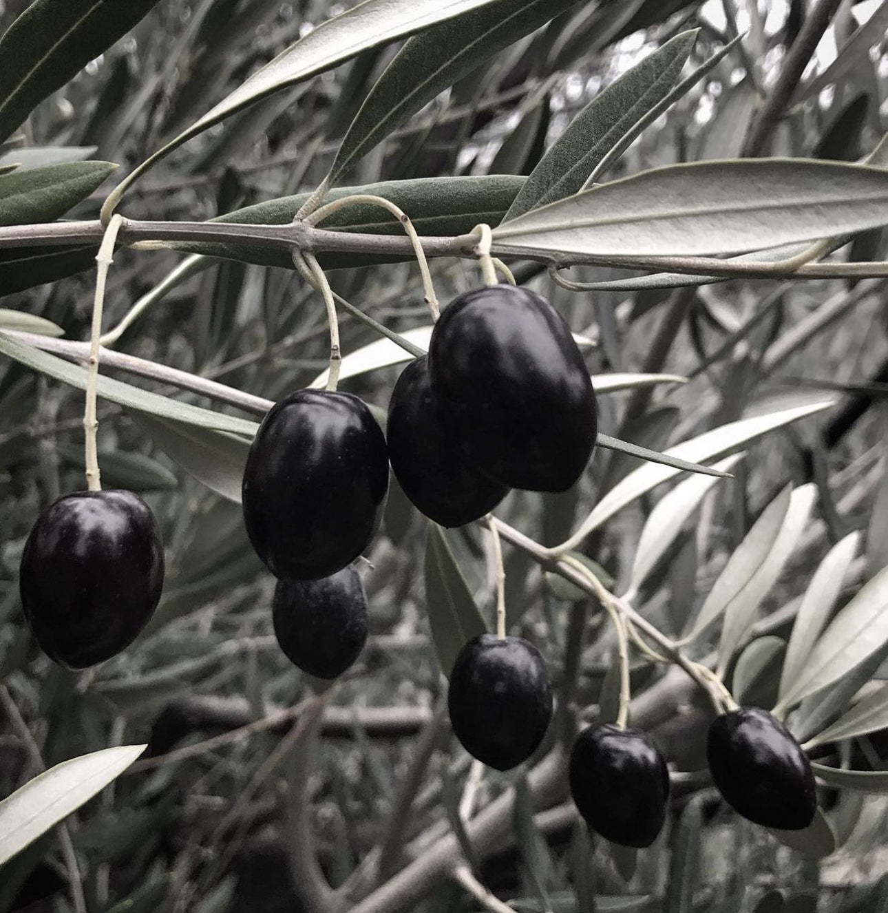 *RETAIL - Olea europaea 'Mission'