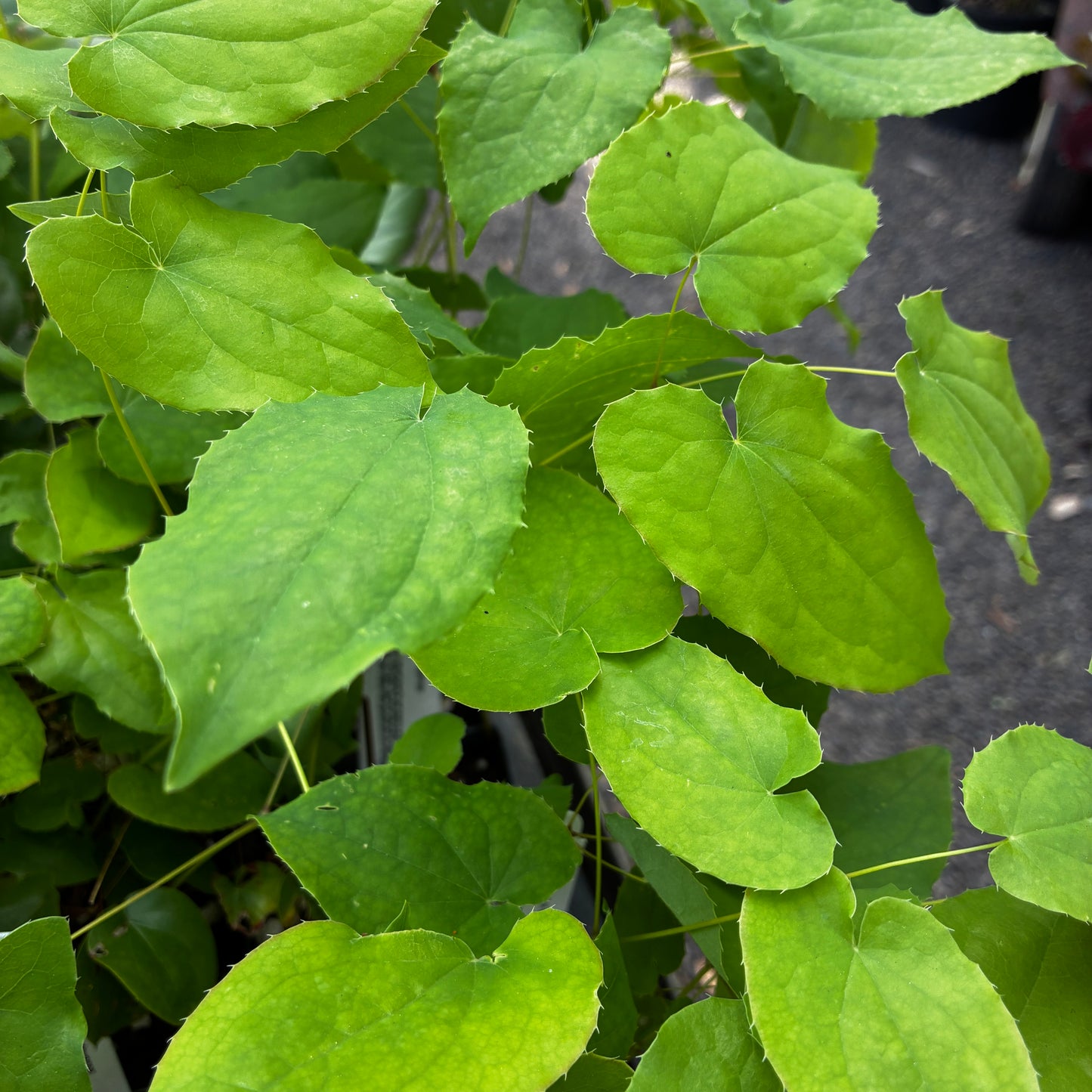 *RETAIL - Epimedium x warleyense
