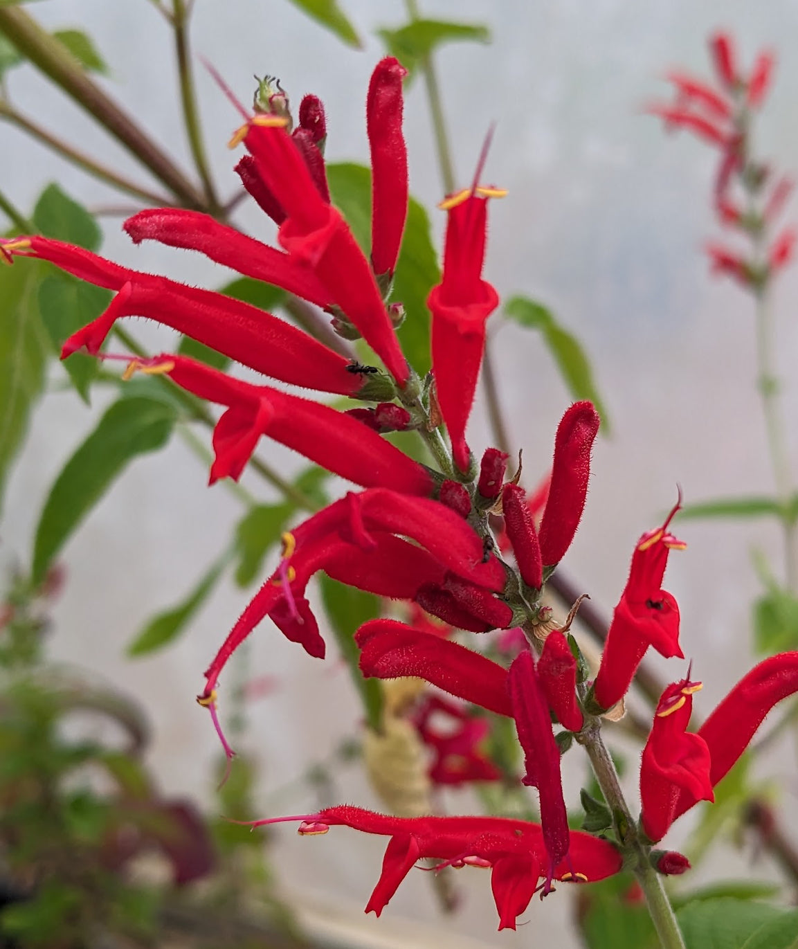 *RETAIL - Salvia elegans *RETAIL - Salvia elegans