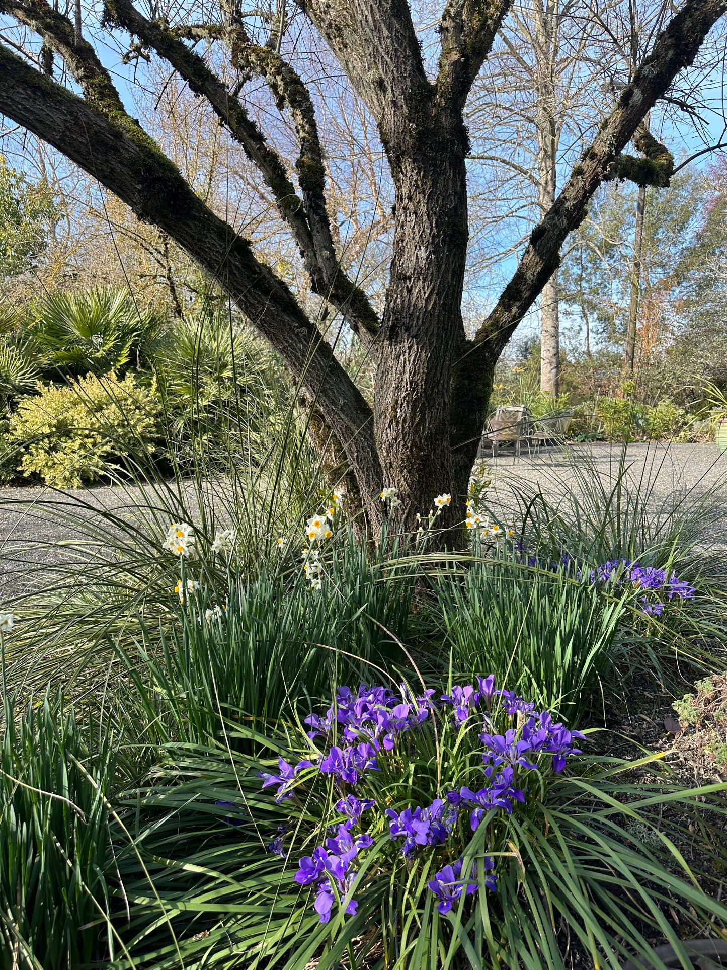 Iris unguicularis