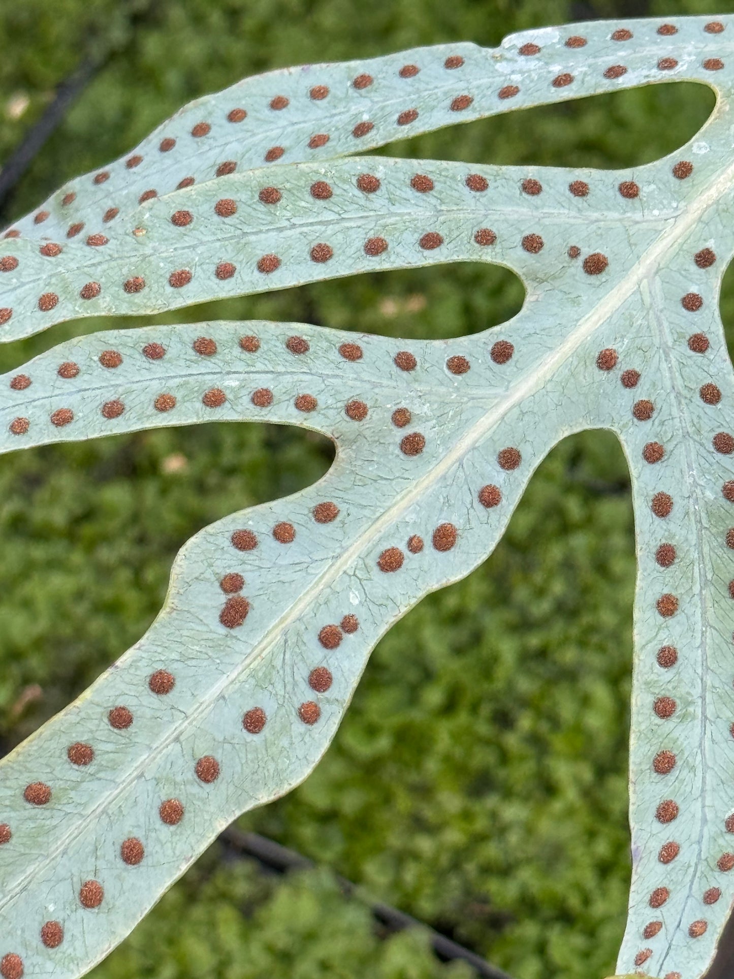 Phlebodium pseudoaureum