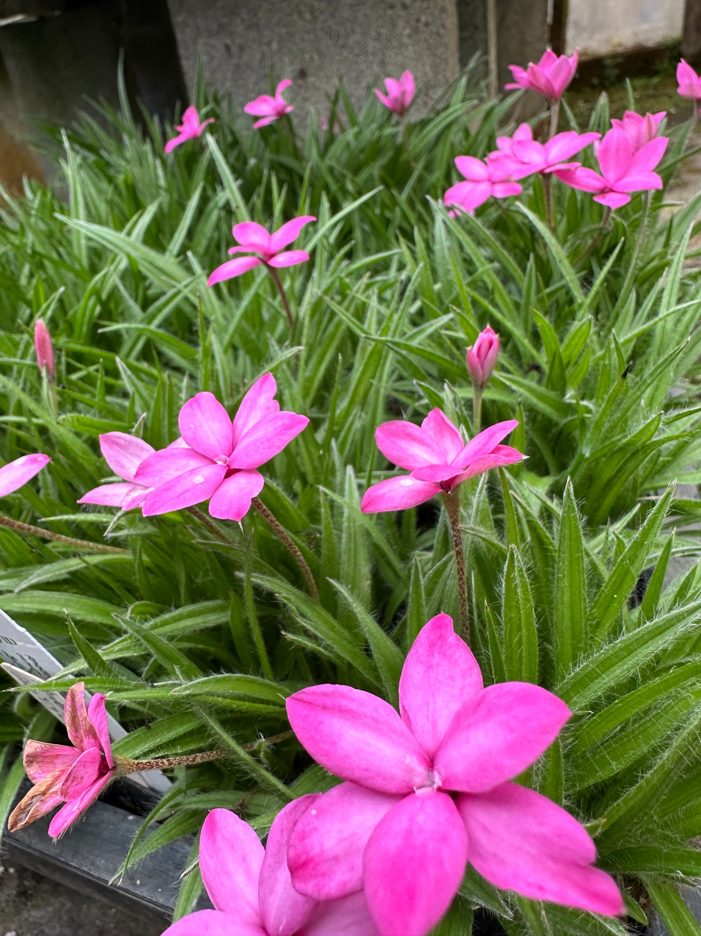Rhodohypoxis baurii 'Dark Lights'